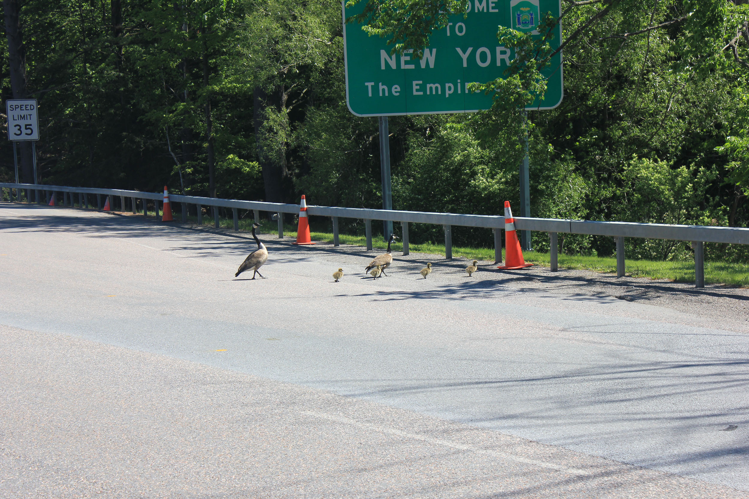 Canadian Geese crossing the border