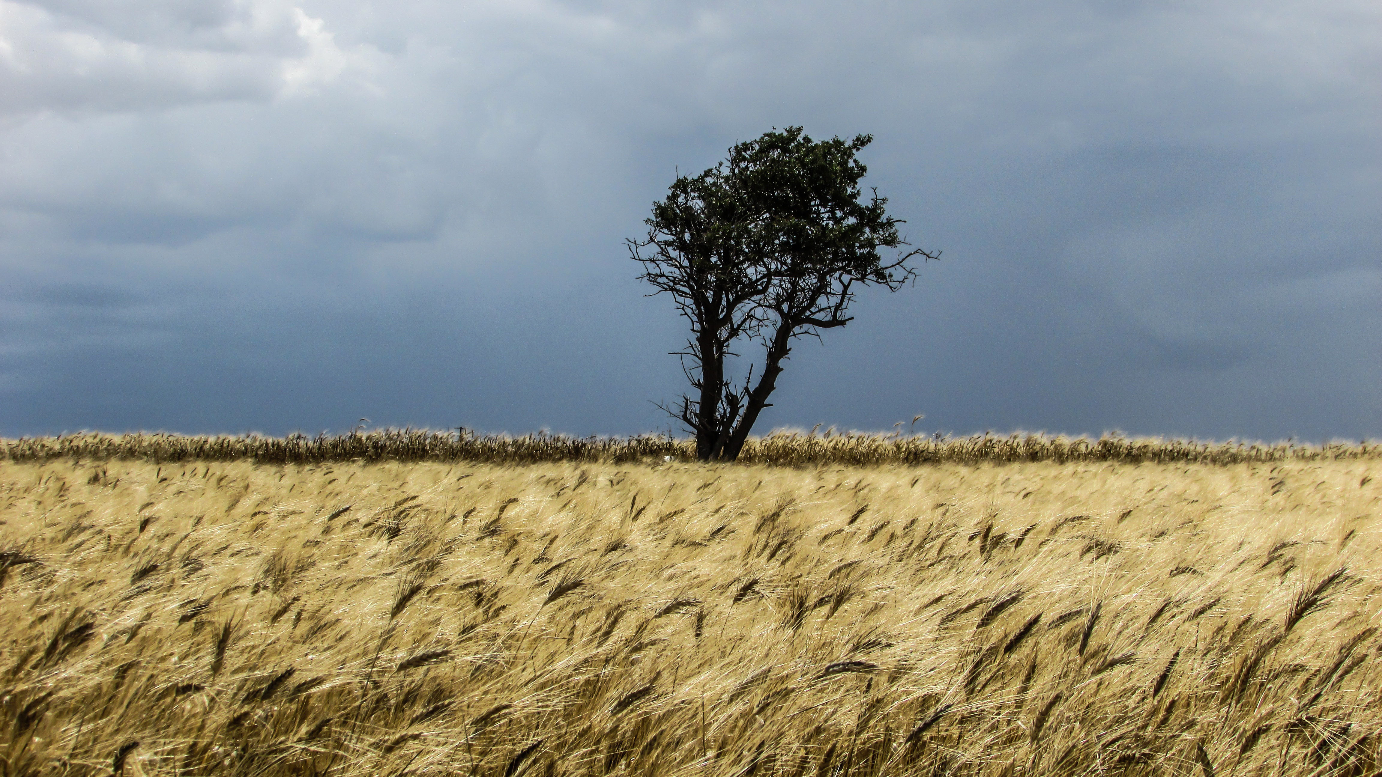 Риче поле. Поле пшеницы. Рожь на ветру. Ветер в поле. Поле с колосьями.