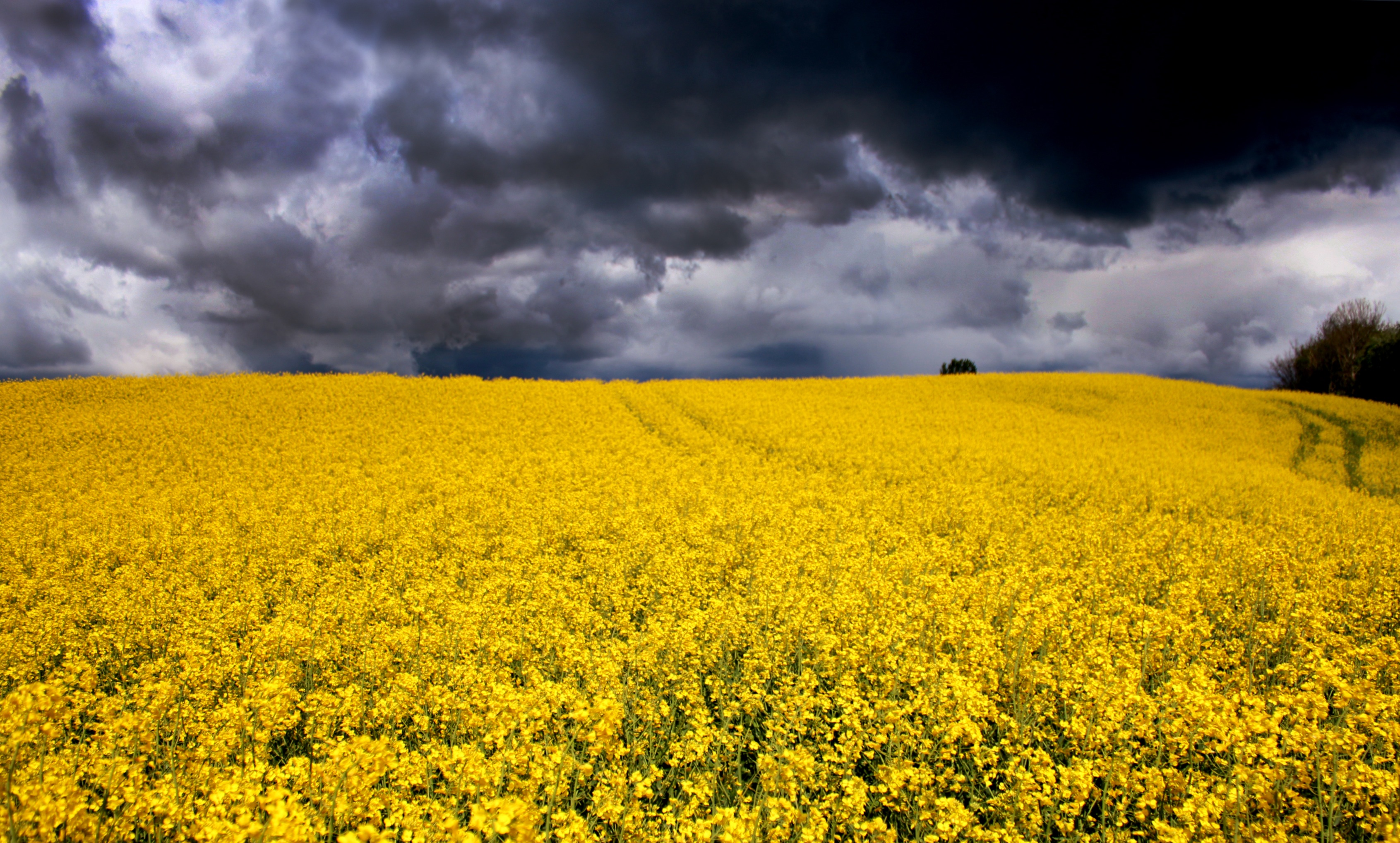 Виднелось желтое поле. Желтые поля Сицилия. Поле с желтыми цветами. Пейзаж в желтом цвете. Рапсовое поле.