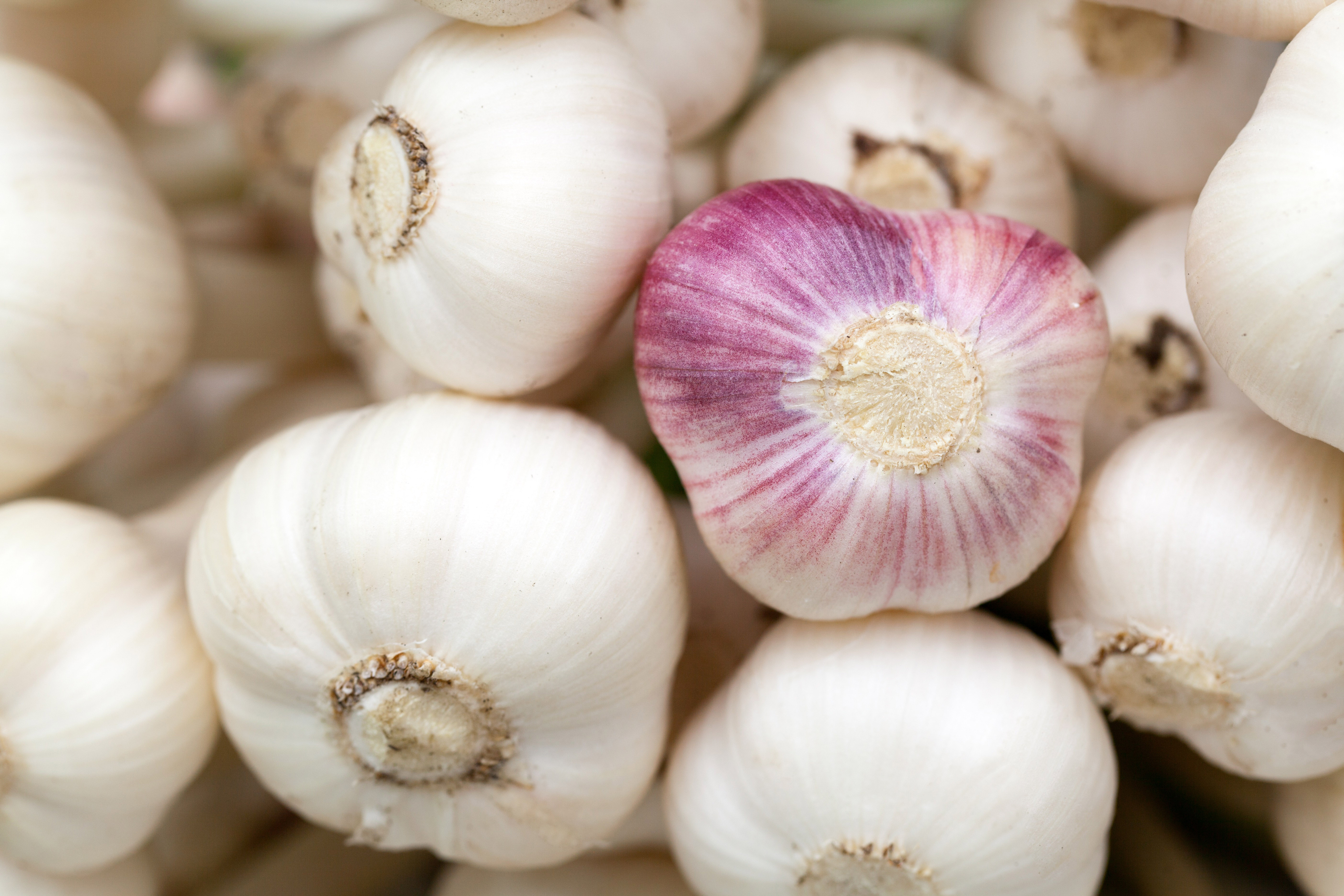 Garlic Clove Garlic Clove