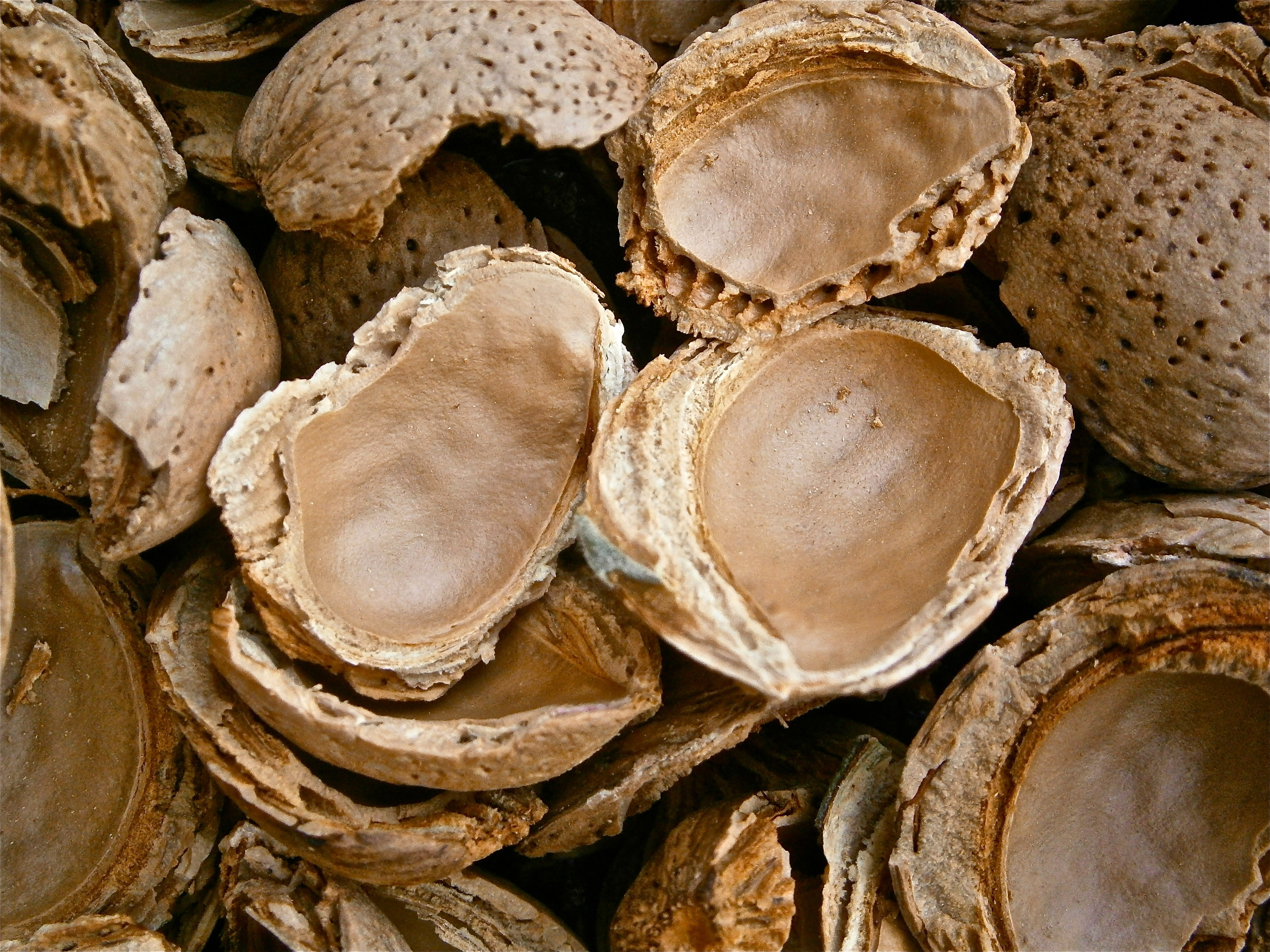 Empty Walnut Shells free photo. browse by category. 