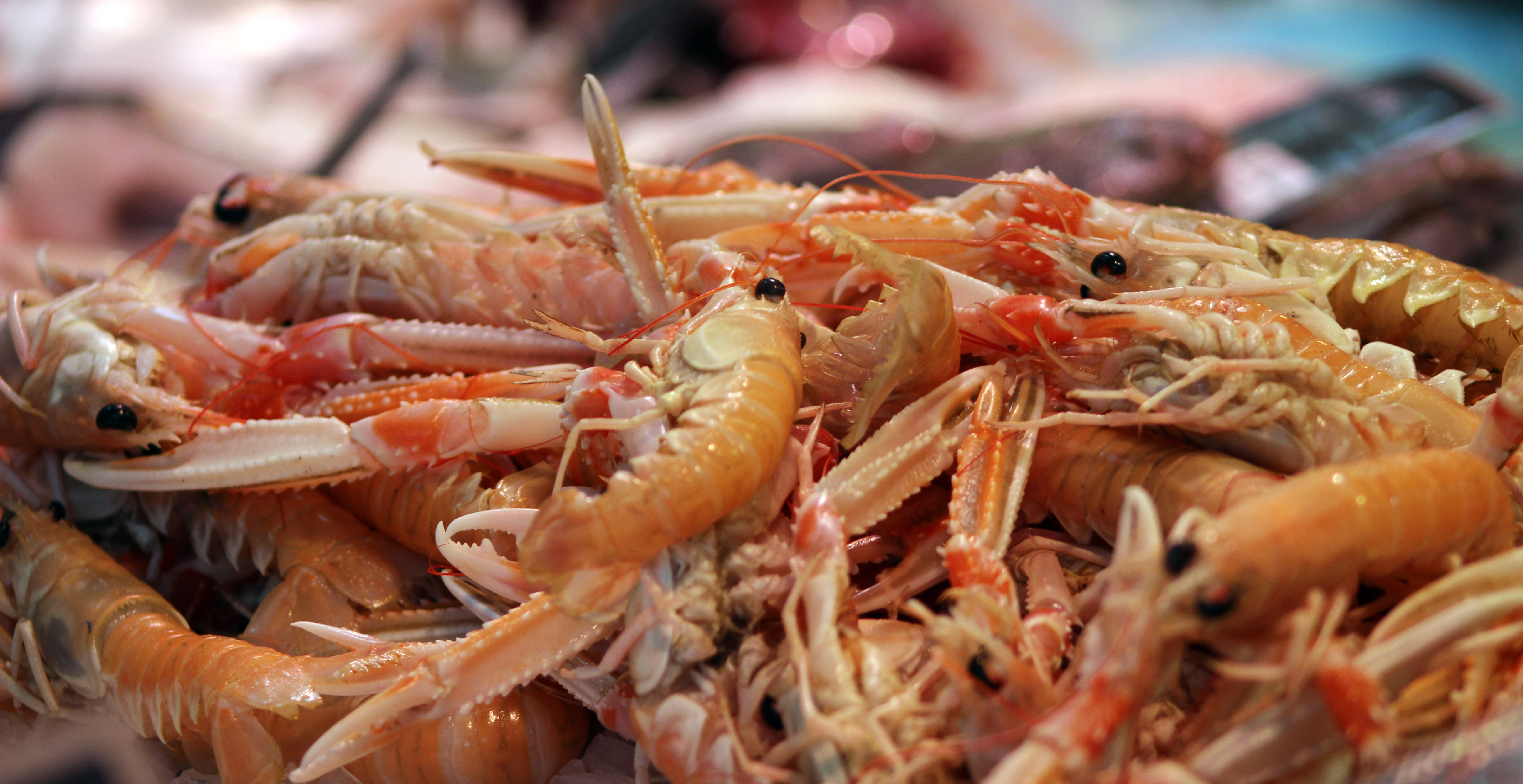 Shrimp And Fresh Seafood Image Free Stock Photo Public Domain Photo