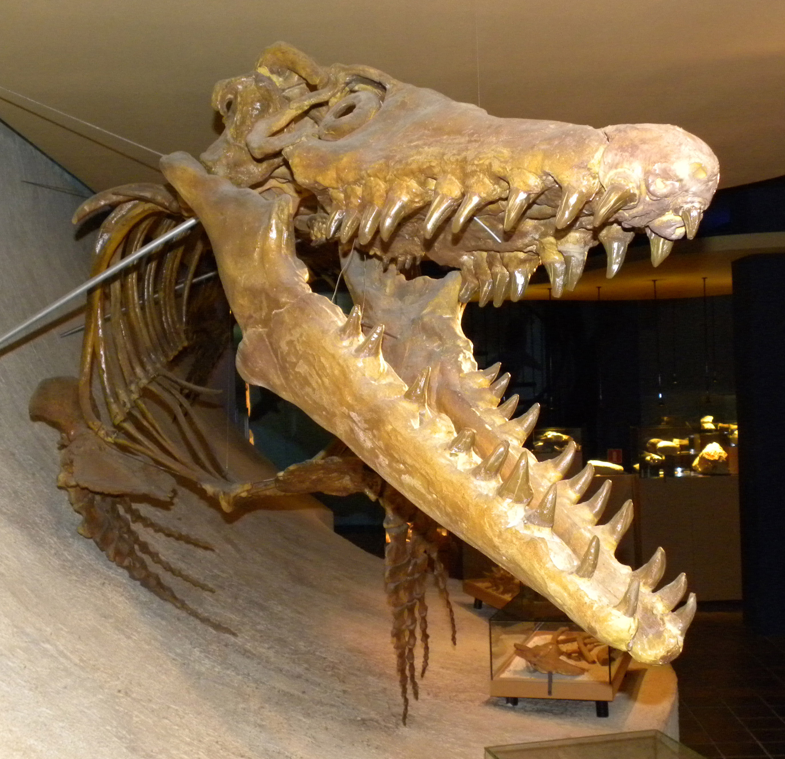 Mosasaur Skeleton From The Cretaceous Image Free Stock Photo Public Mosasaur Skeleton From The Cretaceous Image Free Stock Photo Public