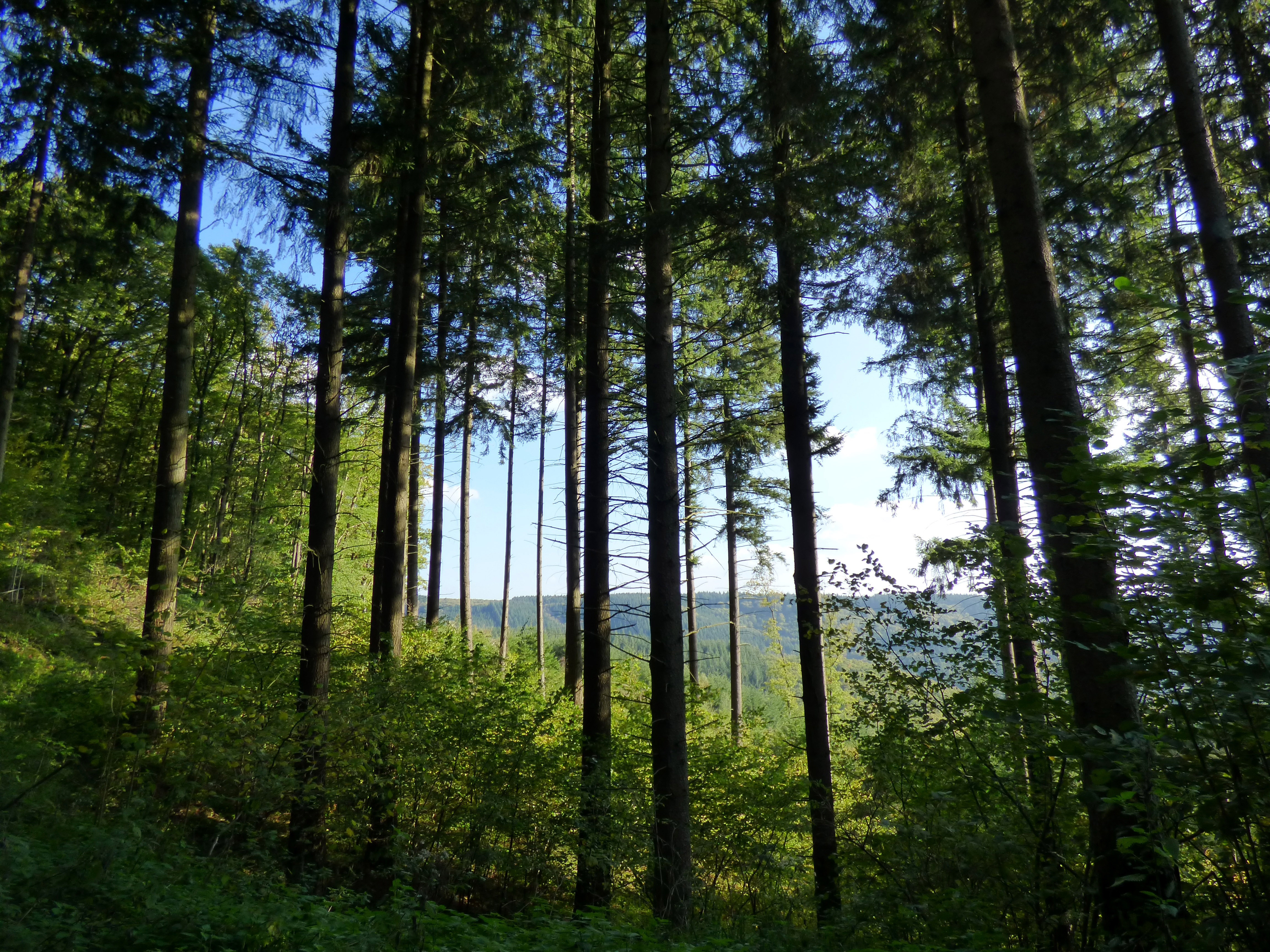 Лесной хвойный пояс. Люксембург дубовые леса. Лес в Люксембурге. Деревья в лесу. Хвойный лес панорама.