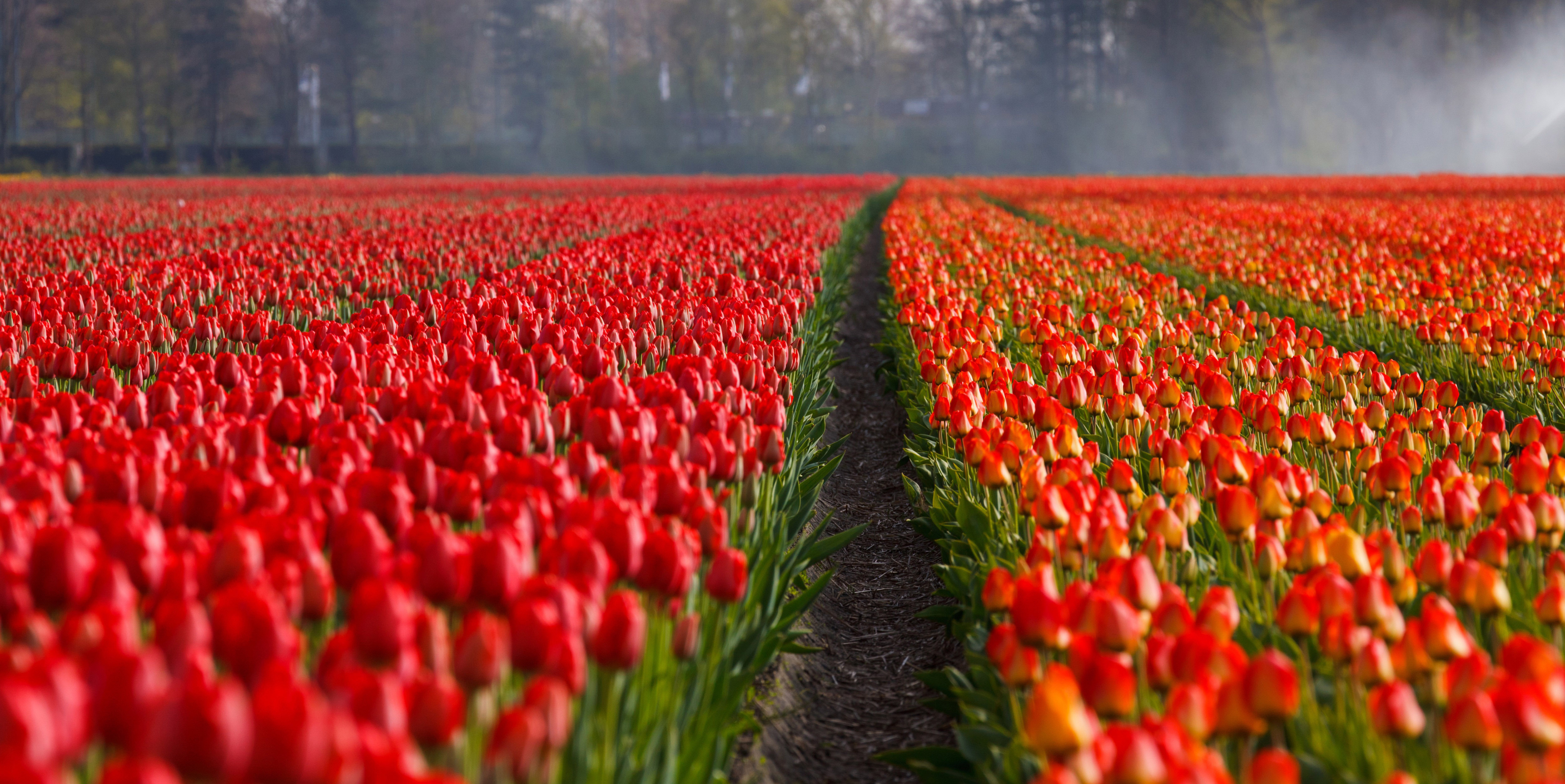 The Netherlands Became The First Country Without Abandoned Dogs And 