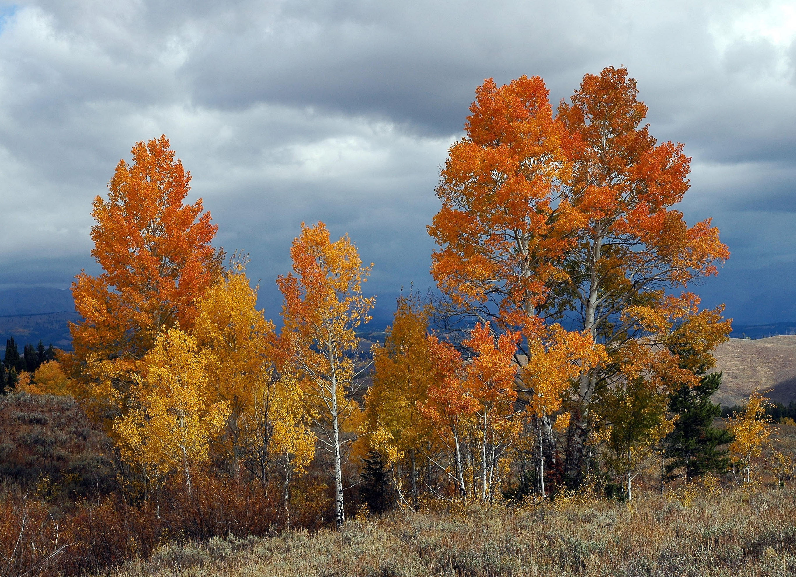 Aspen trees on the hillside image Free stock photo Public Domain