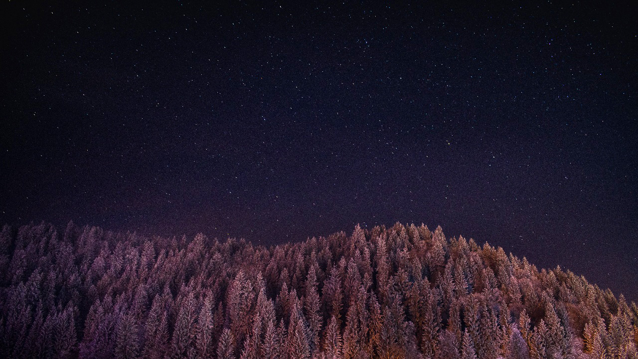forest-under-the-night-sky-and-stars.jpg