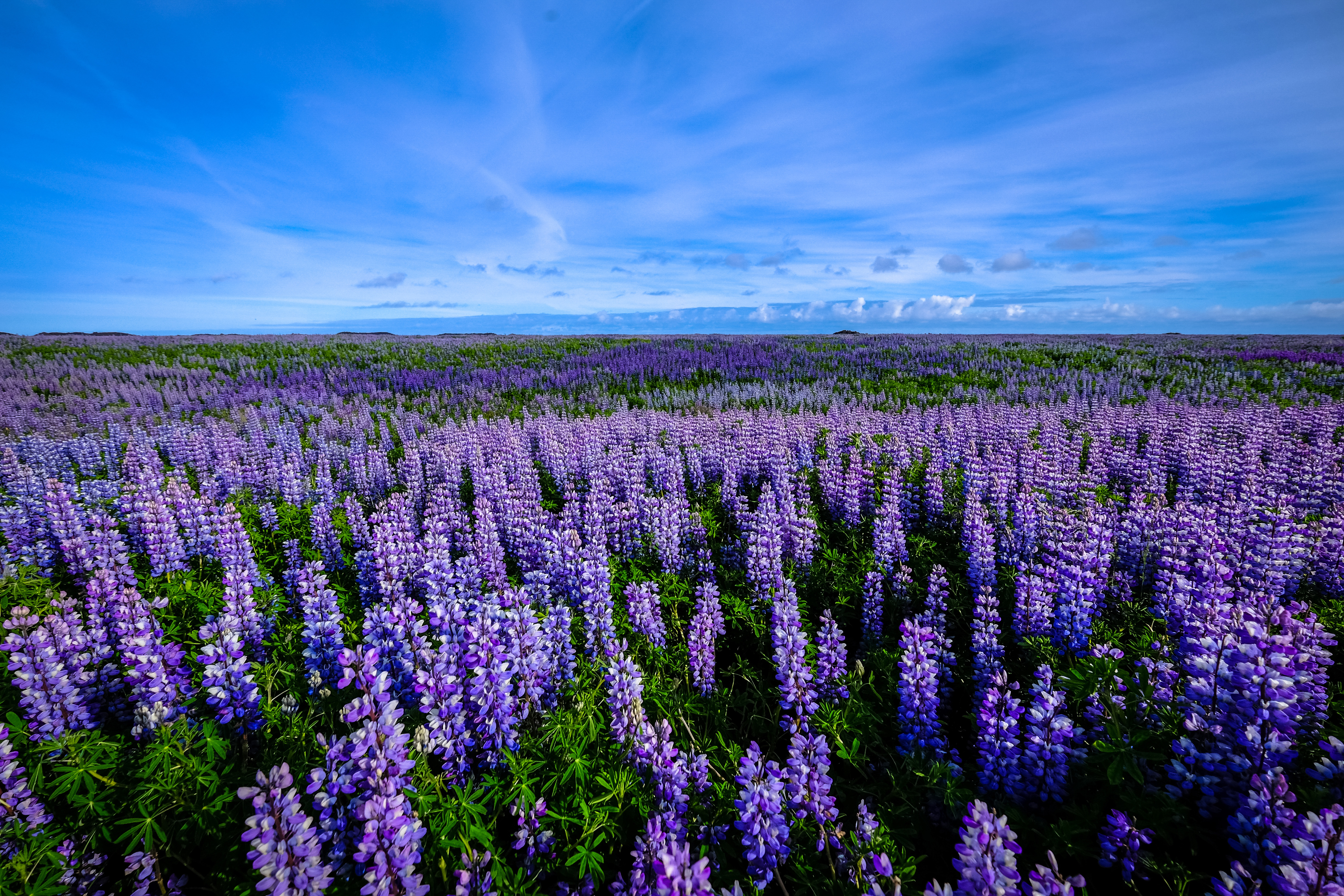  Purple  Flower Field landscape  image Free stock photo 