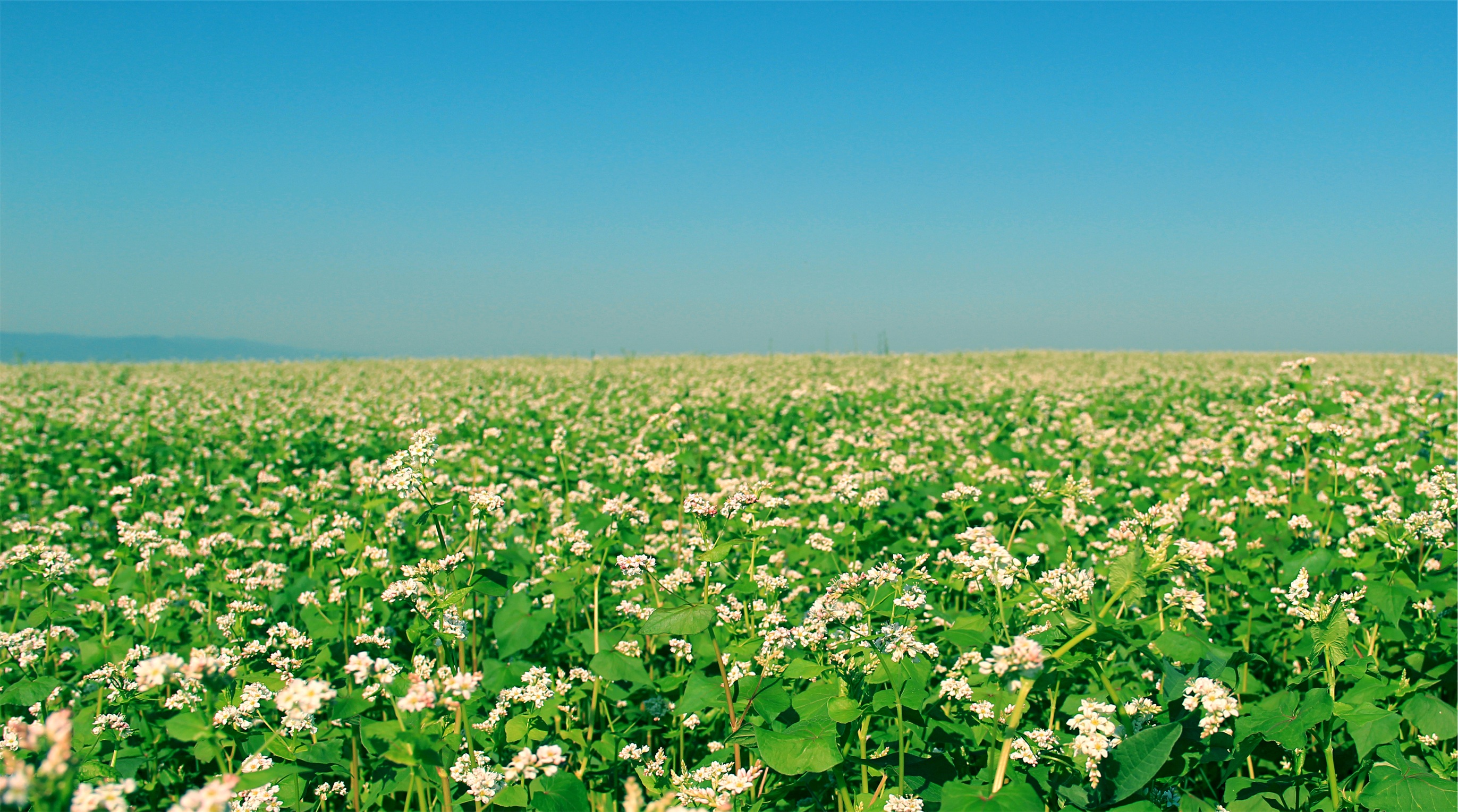 Summer Flower Field - Blue – remarkable wall mural – Photowall