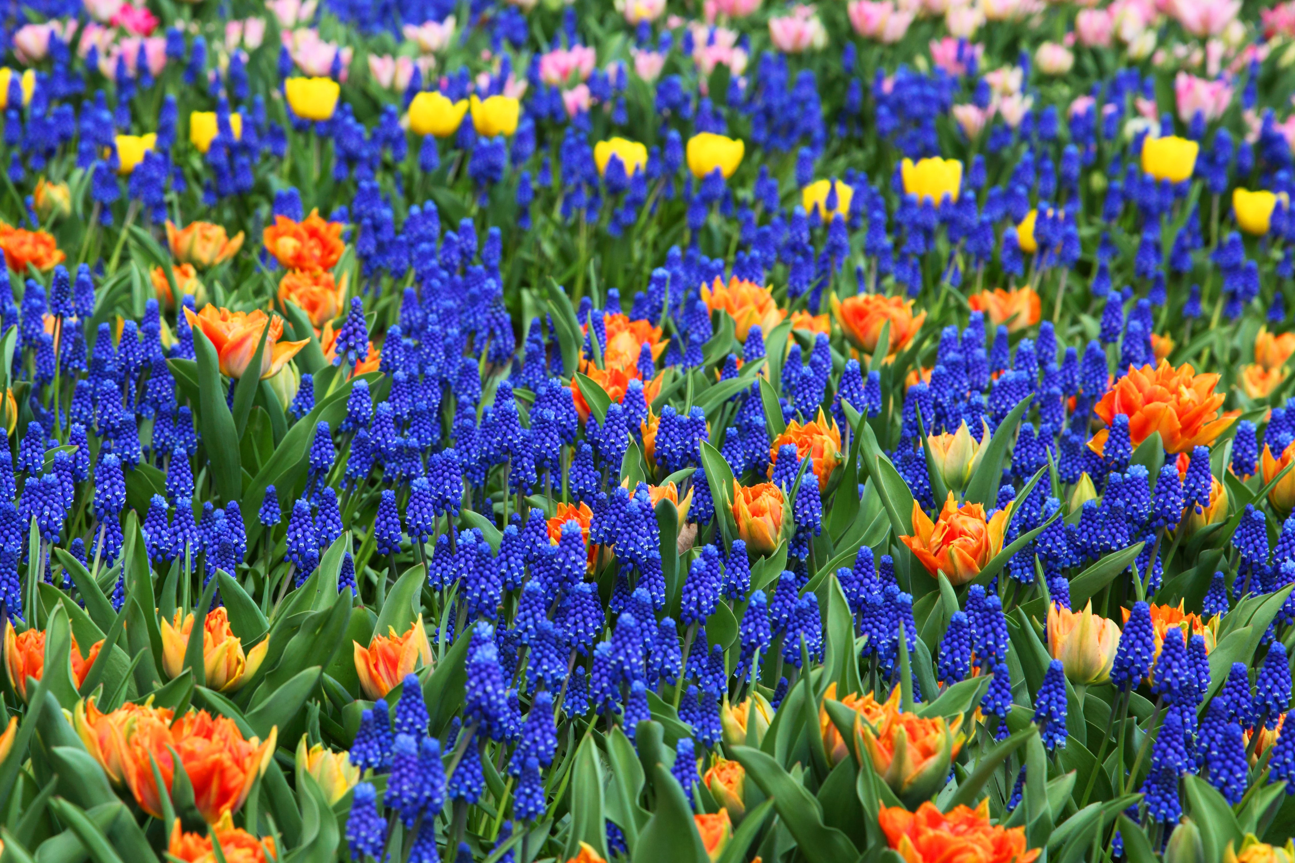 Background of blue, orange, and yellow flowers image - Free stock photo -  Public Domain photo - CC0 Images