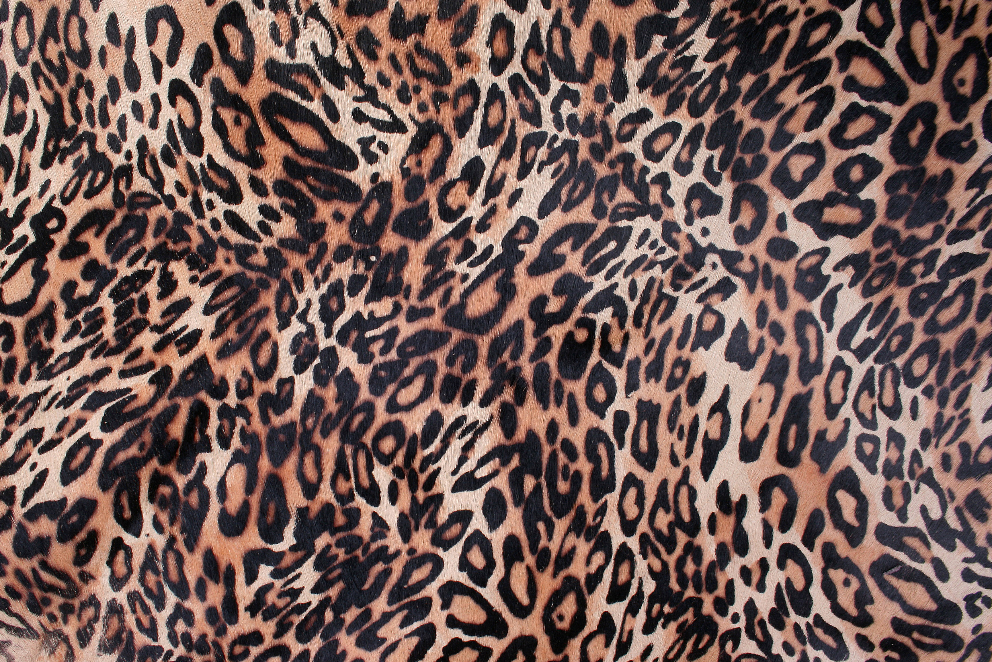 Leopard Skin Background Pattern free photo. 