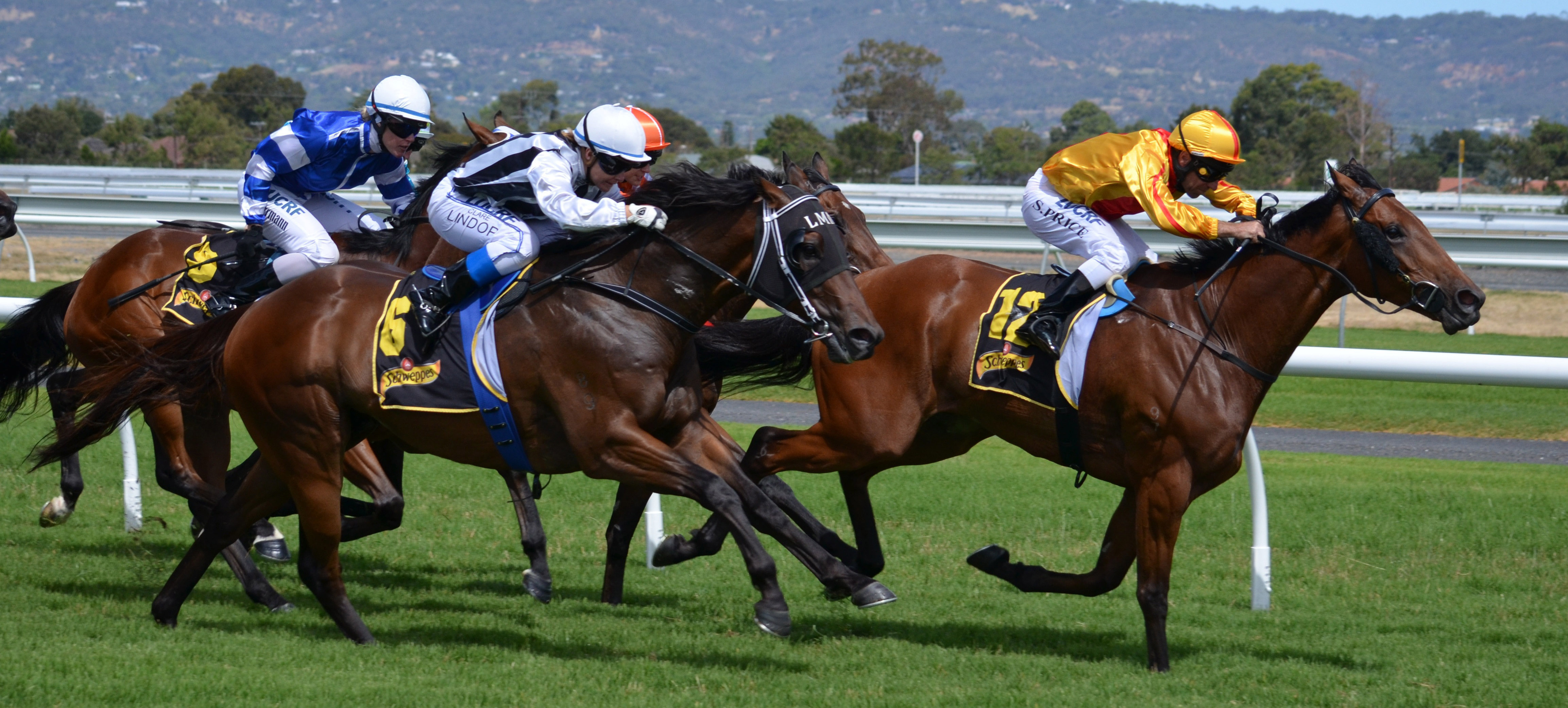 Horse Racing contestants in a race image - Free stock photo - Public Domain photo - CC0 Images