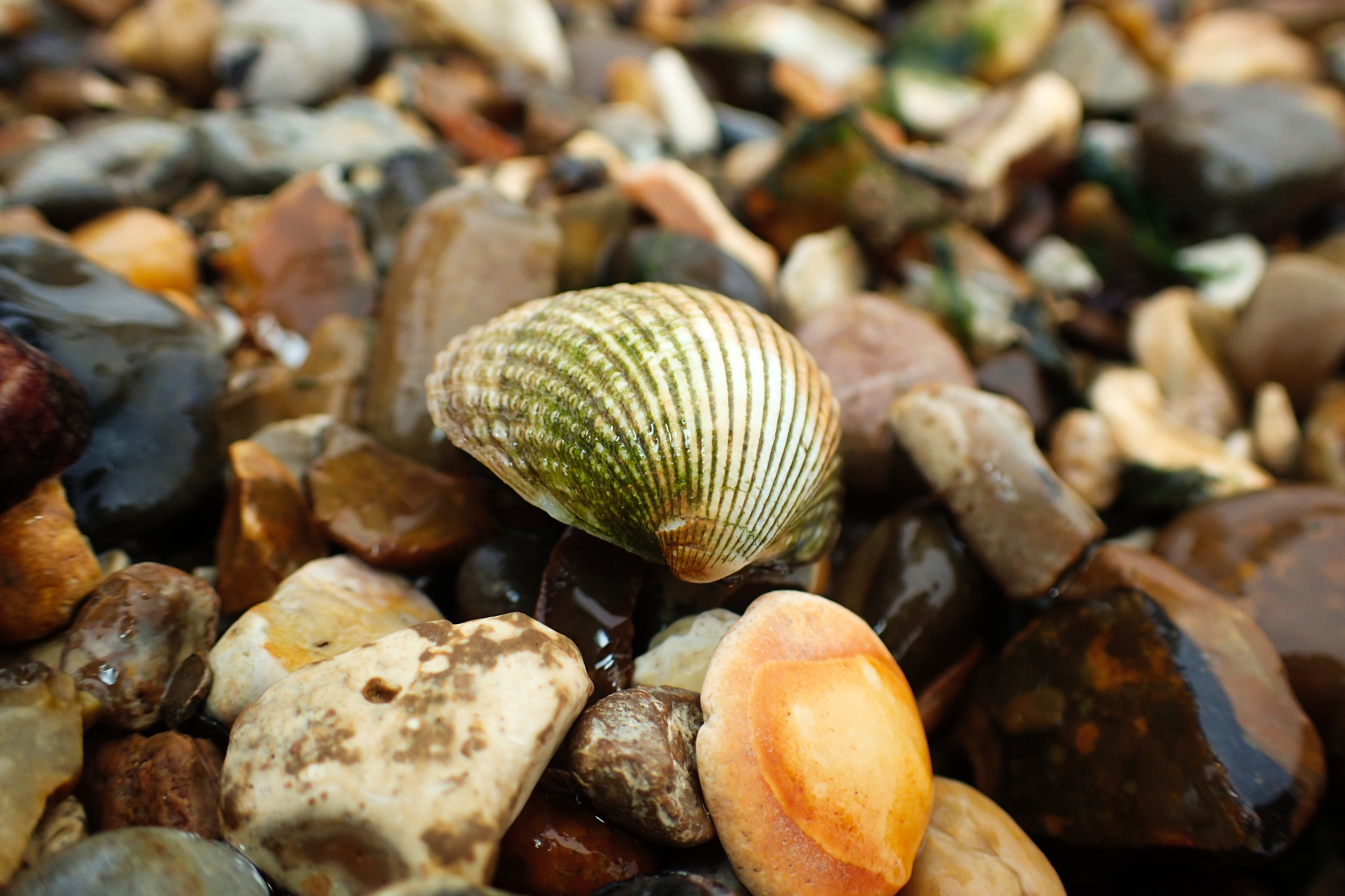 Shell stone. Камни и ракушки. Ракушка картинка. Море камни ракушки. Обои на рабочий стол ракушки.