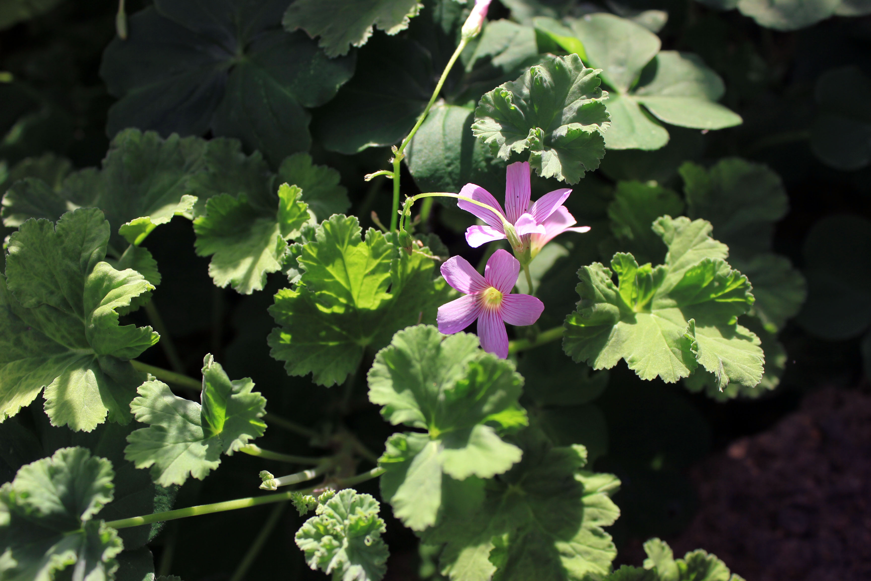 Герань дуболистная. P.odoratissimum пеларгония. Mohawk пеларгония. Pelargonium grossularioides.