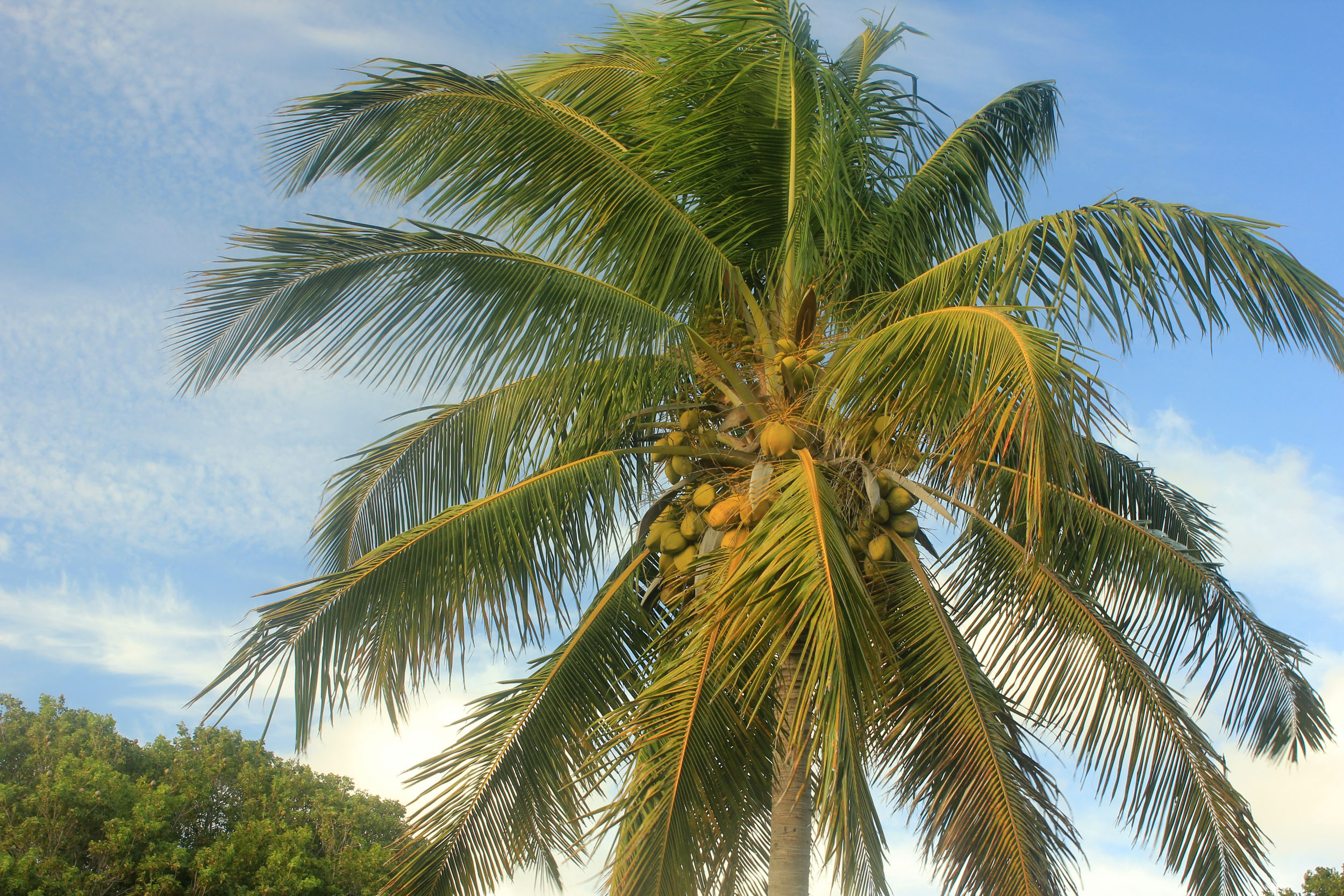 Coconut Tree image - Free stock photo - Public Domain photo - CC0 Images