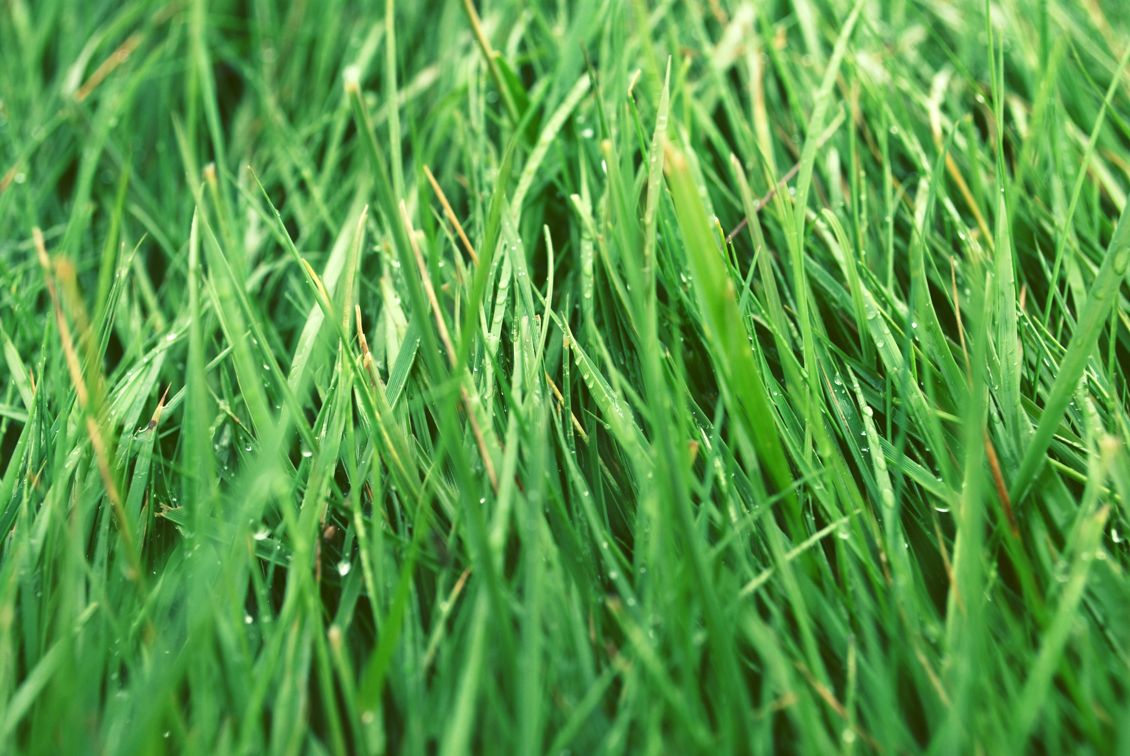 Grass Blades image image - Free stock photo - Public Domain photo - CC0