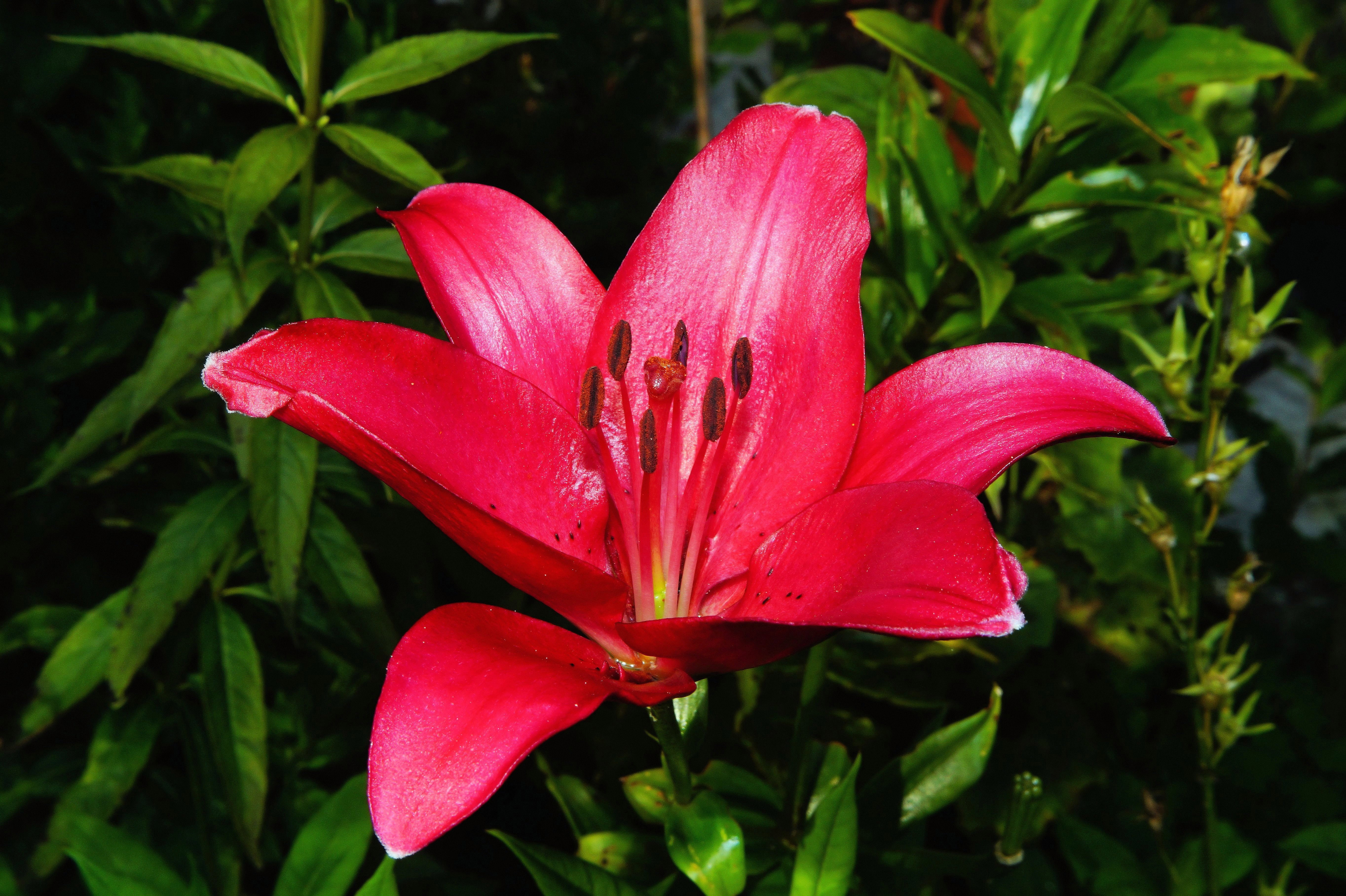 the pink lily