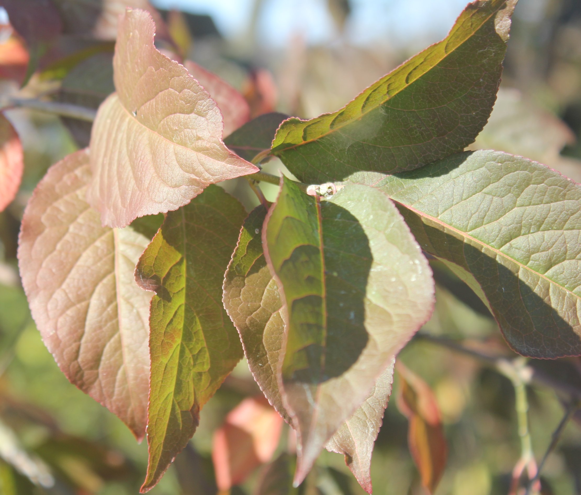 Leaves image - Free stock photo - Public Domain photo - CC0 Images