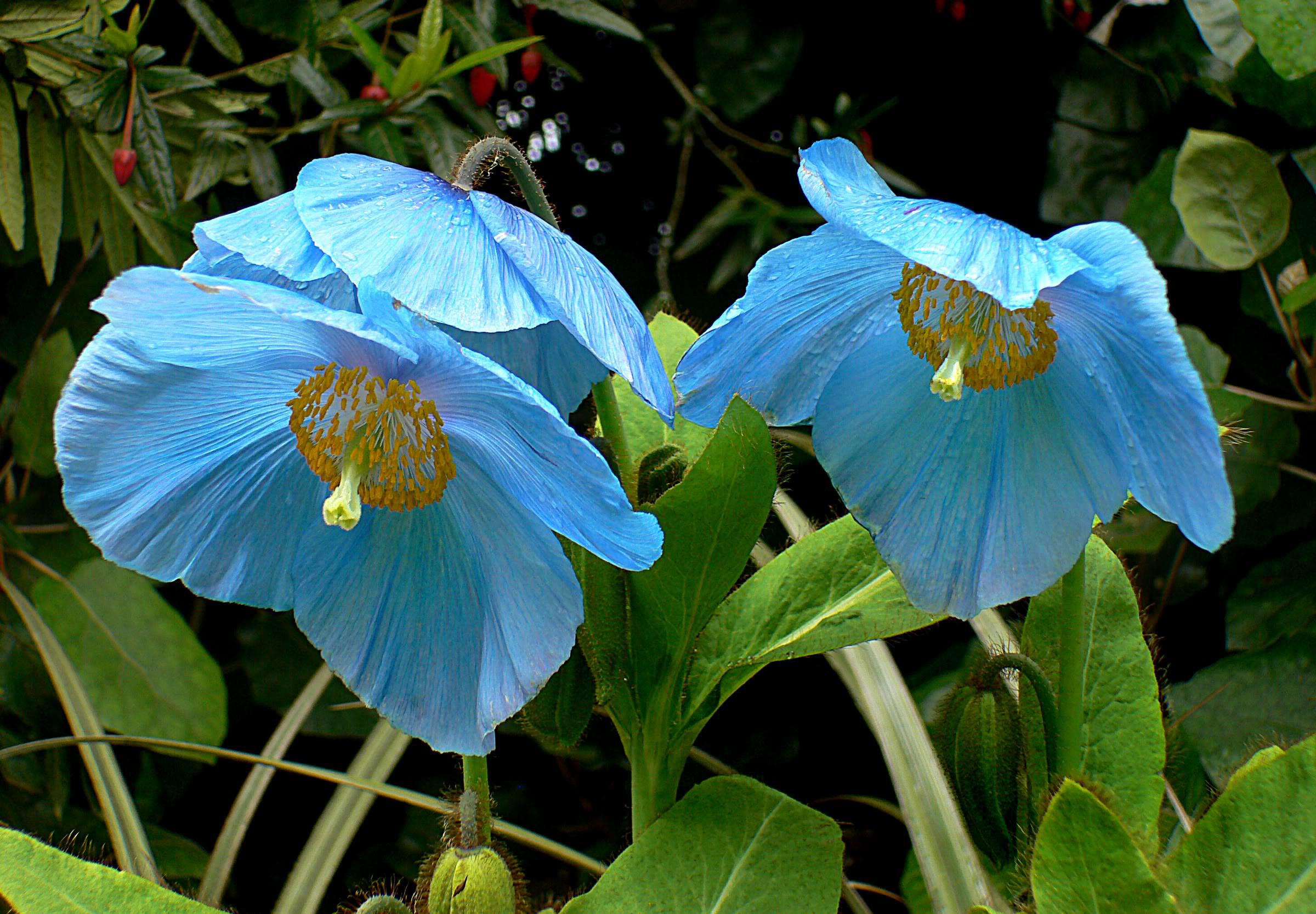 Гималайский голубой мак. Меконопсис Шелдона. Meconopsis Grandis. Синий Мак Меконопсис. Меконопсис Гималайский Мак.