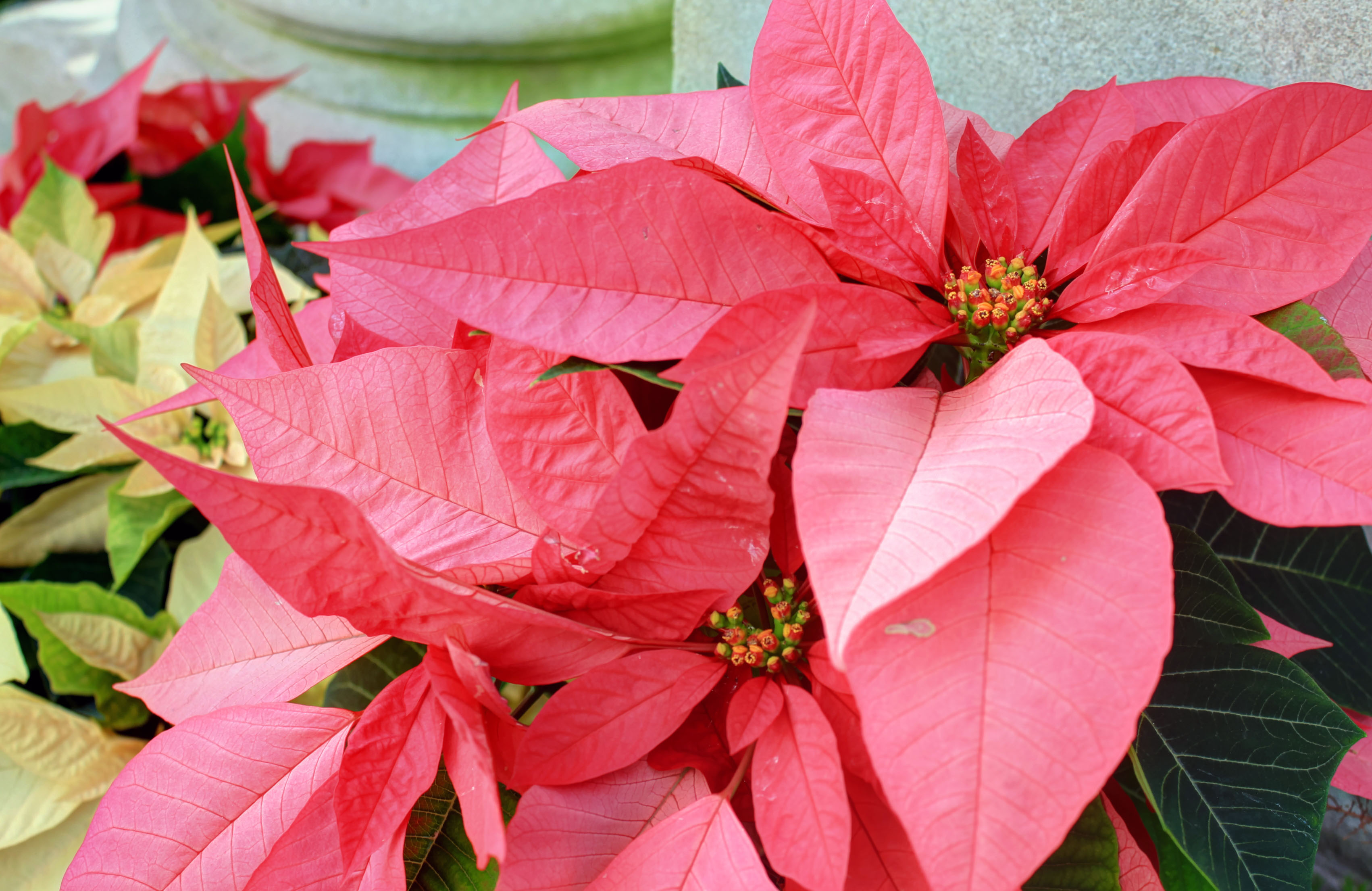 Poinsettia Plant  image  Free  stock photo Public Domain 