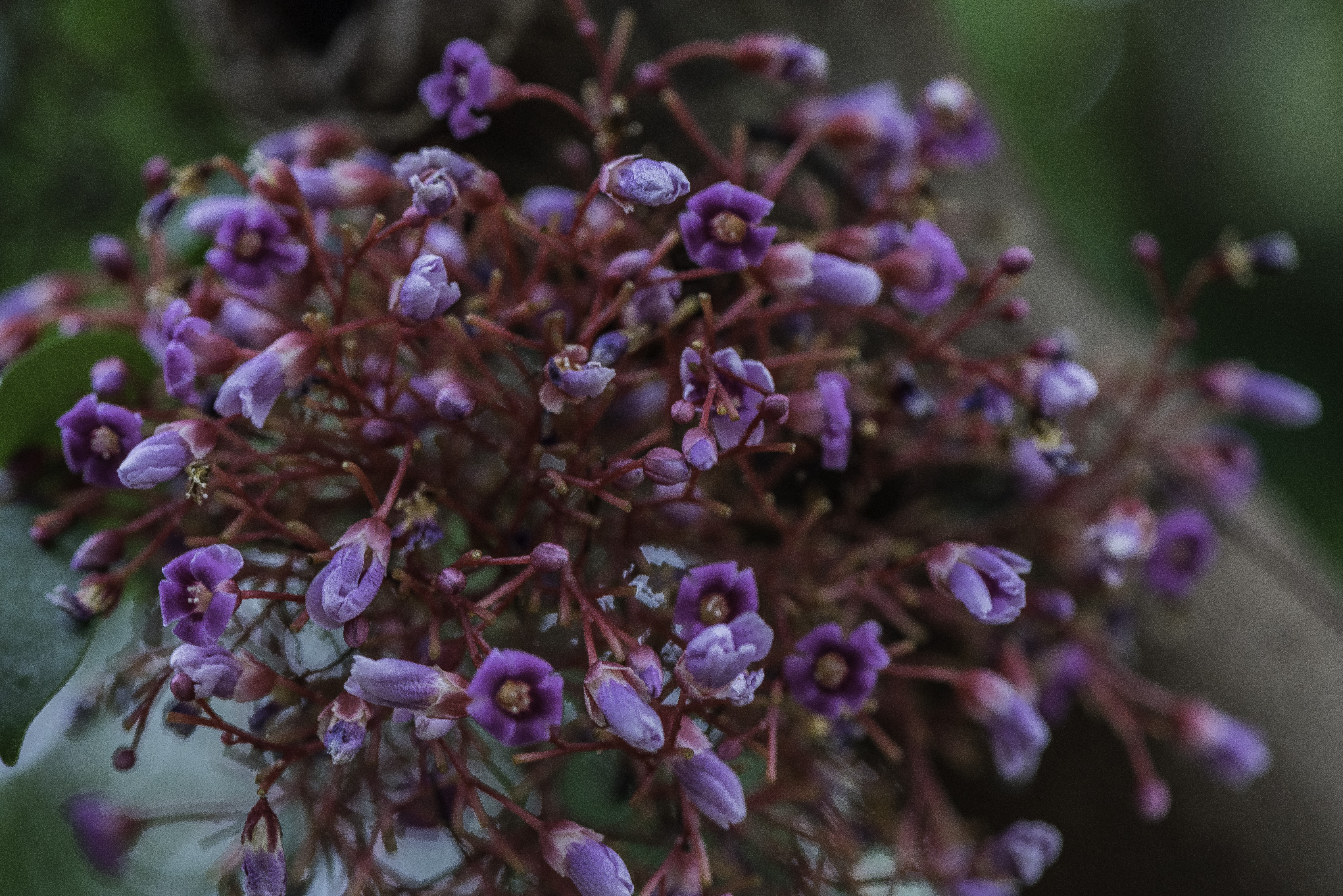 Purple flowers and buds image - Free stock photo - Public Domain photo ...
