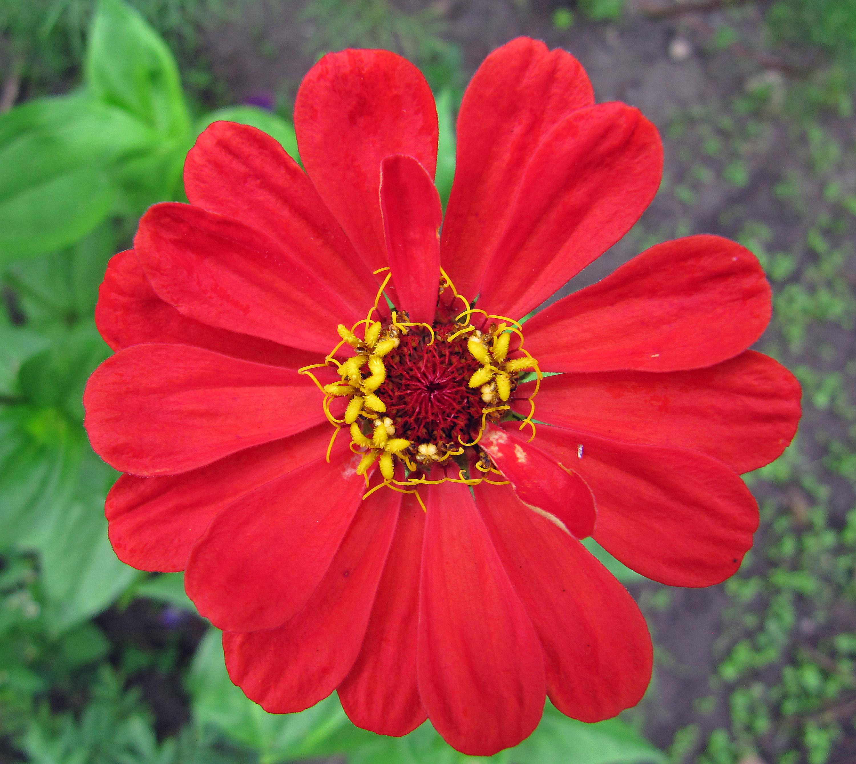 Red Flower Image Free Stock Photo Public Domain Photo Cc0 Images