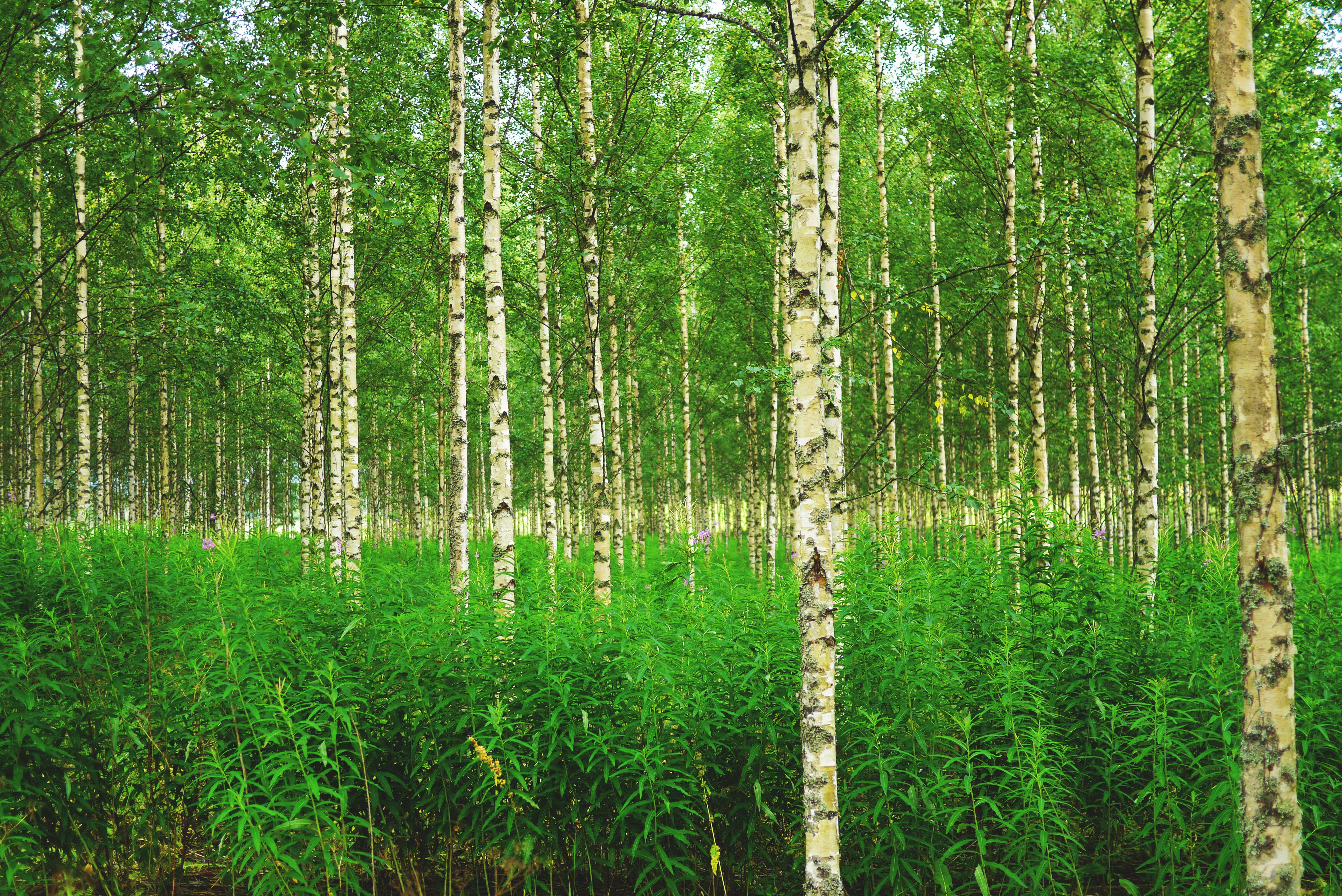 Природное сообщество березовый лес