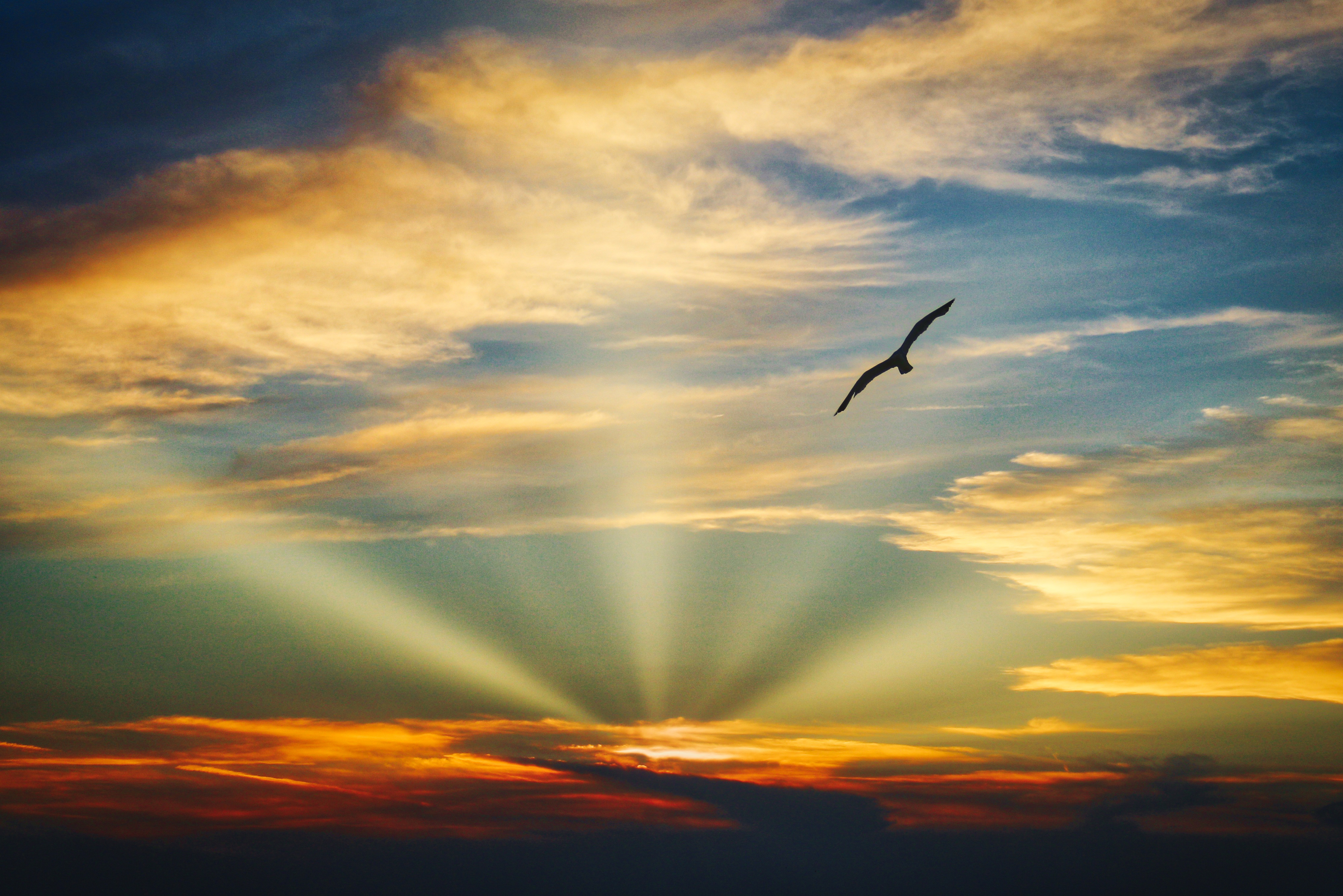 Bird Flying In The Sky With Evening Light Image Free Stock Photo Public Domain Photo Cc0 Images