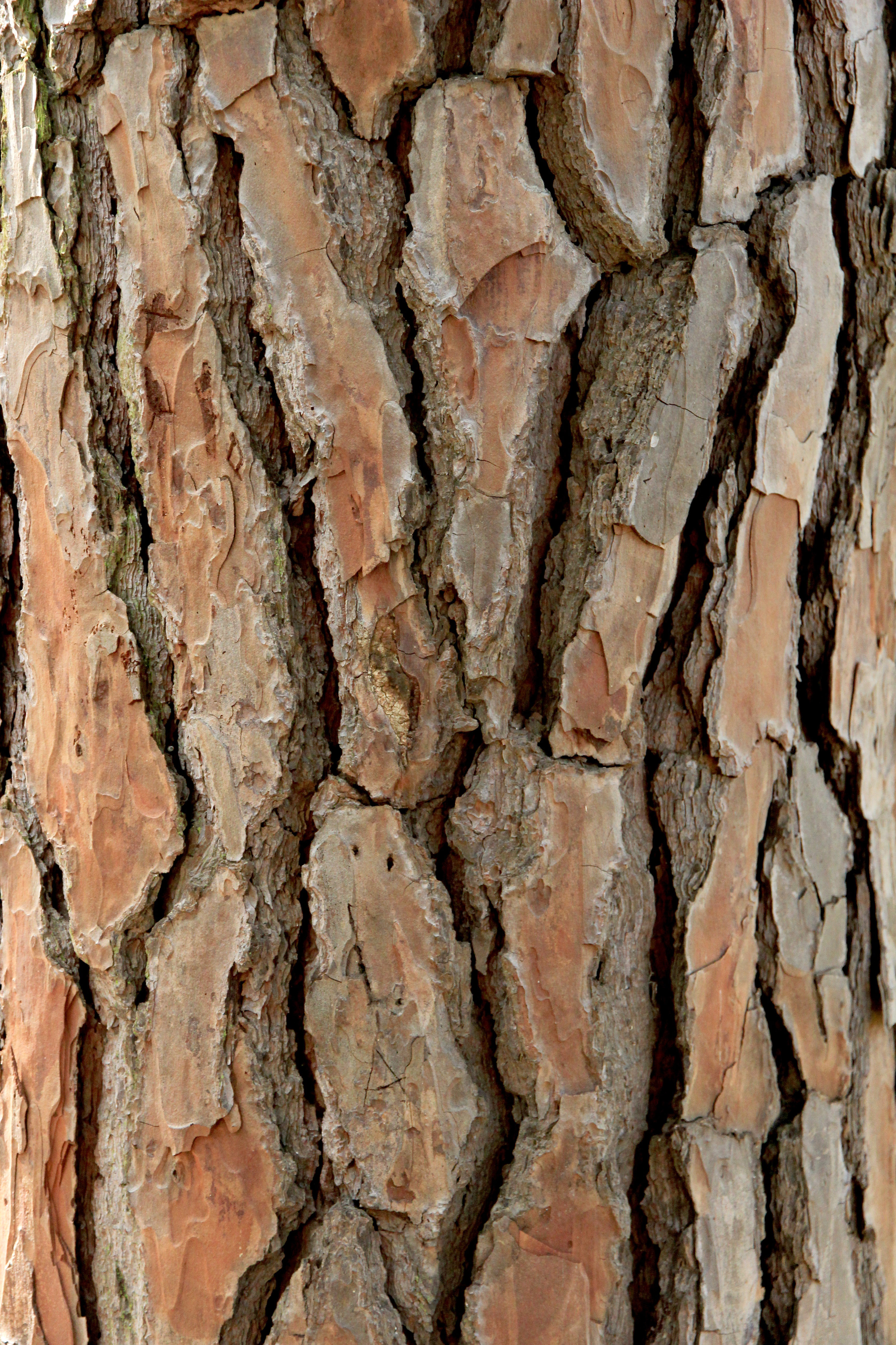 Tree Bark Texture Image Free Stock Photo Public Domain Photo CC0