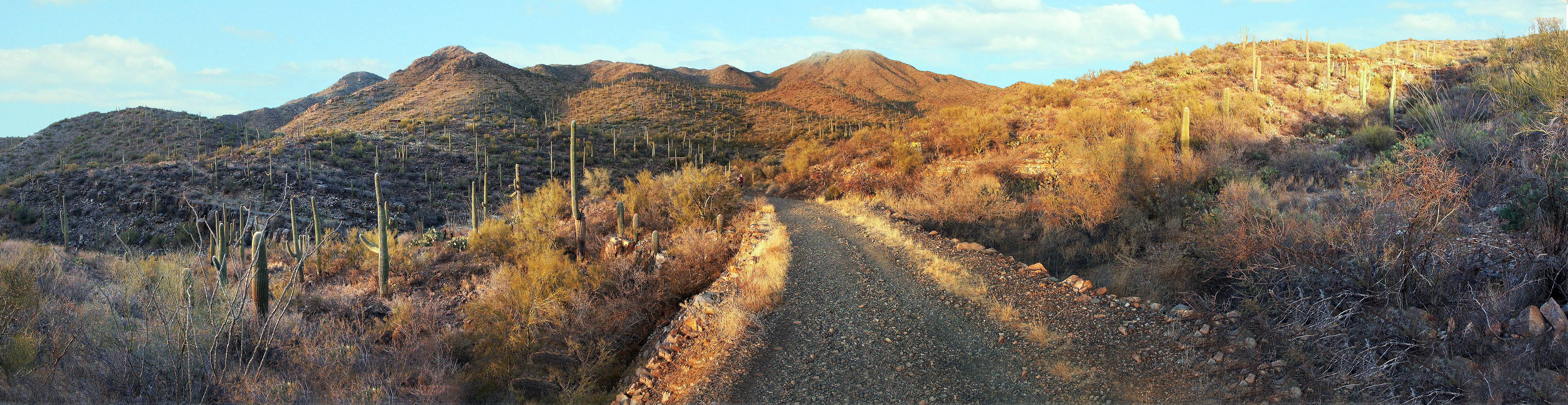 guide to saguaro national park