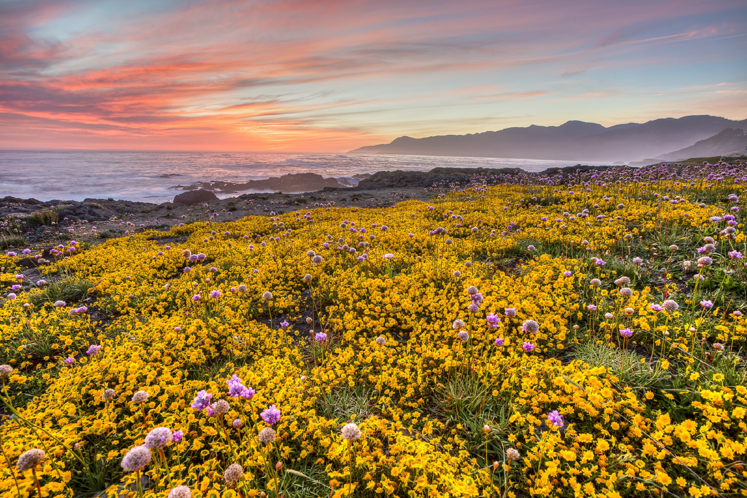 Shoreline Landscape With Yellow Flowers With Dusk Sky In
