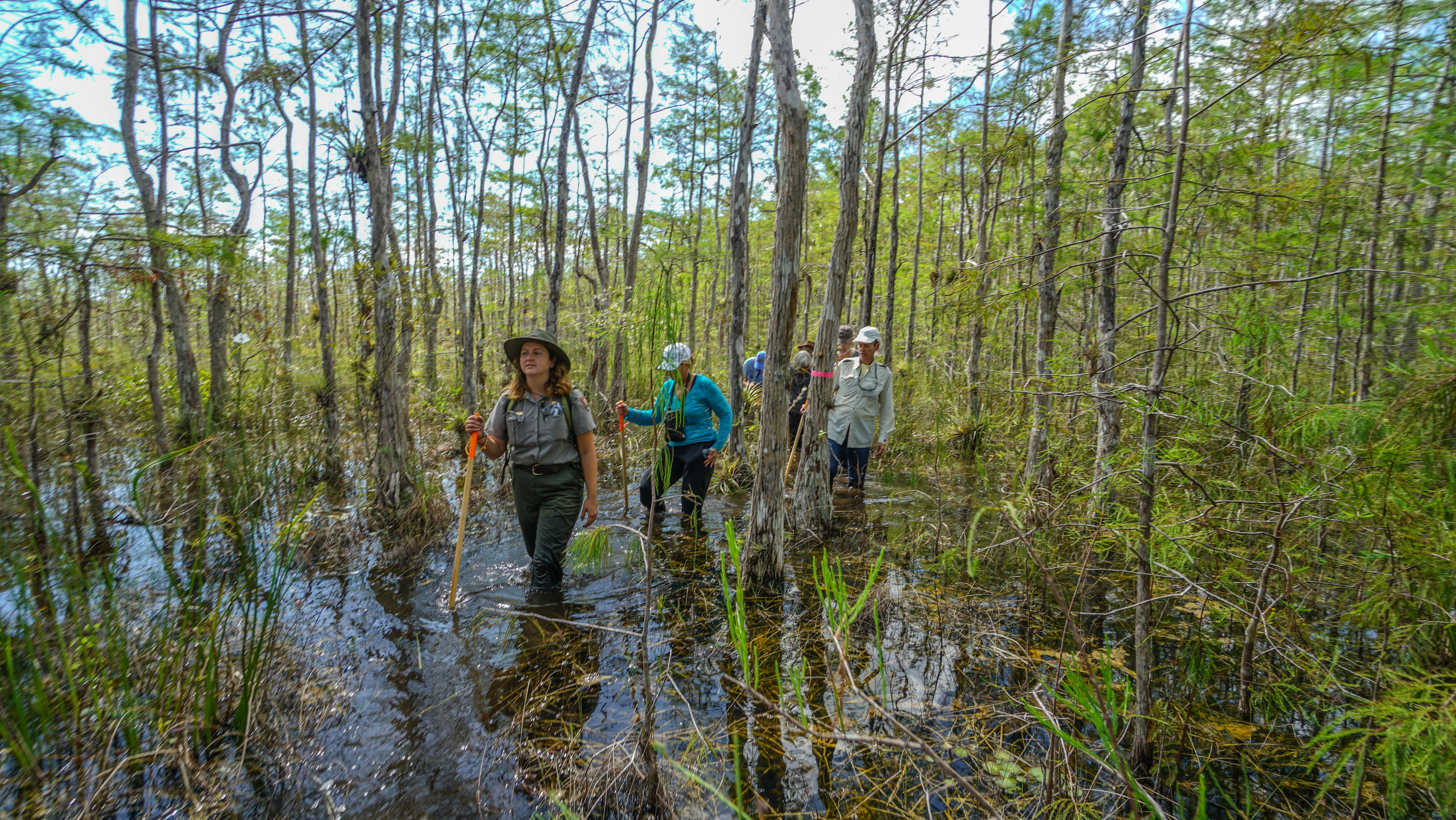 People walking across the swamp in Big Cypress (1632/19035). 