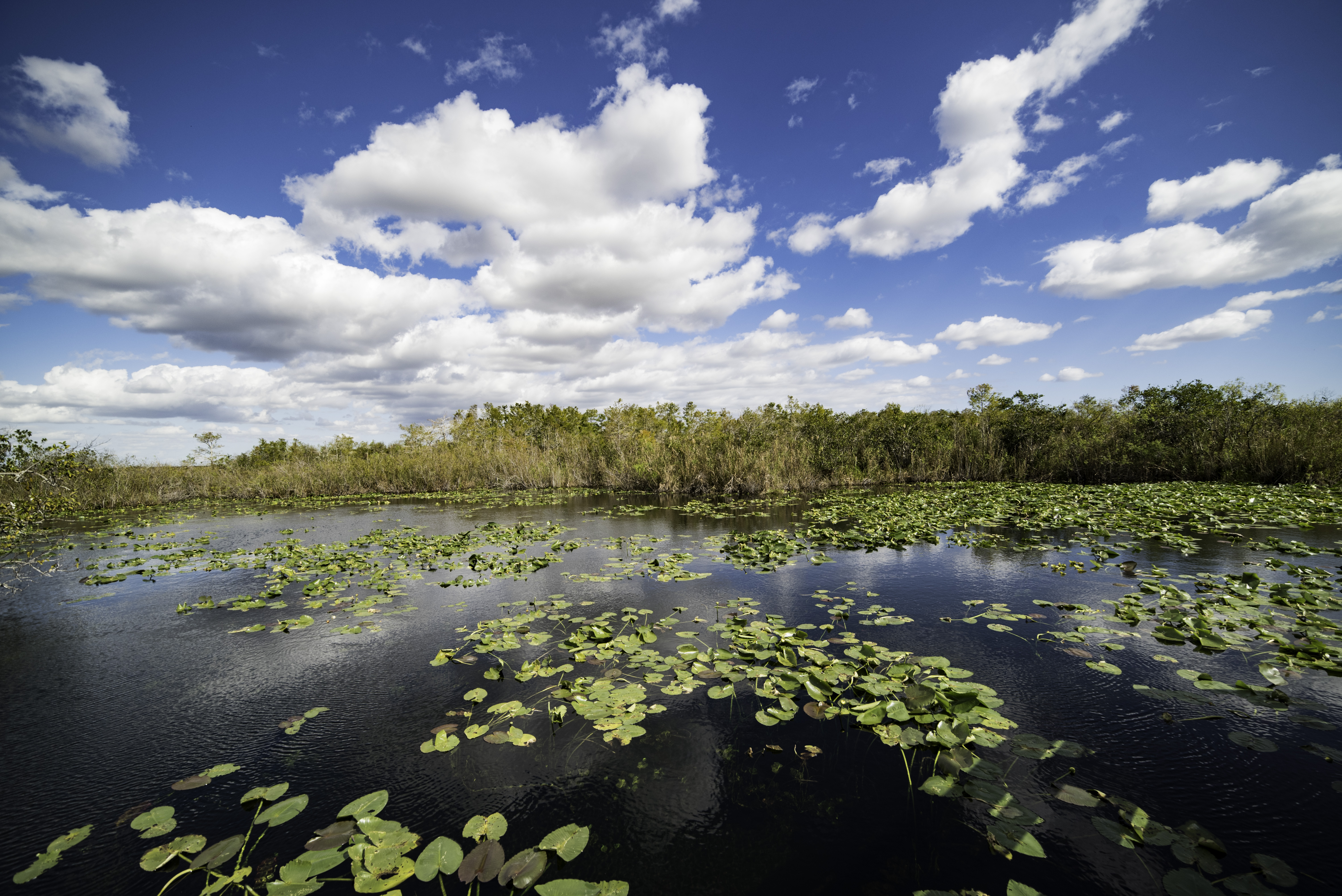 Wetlands. Пресноводные болота Эверглейдс. Эверглейдс Эстетика. Ветланды. Permanent Wetlands.