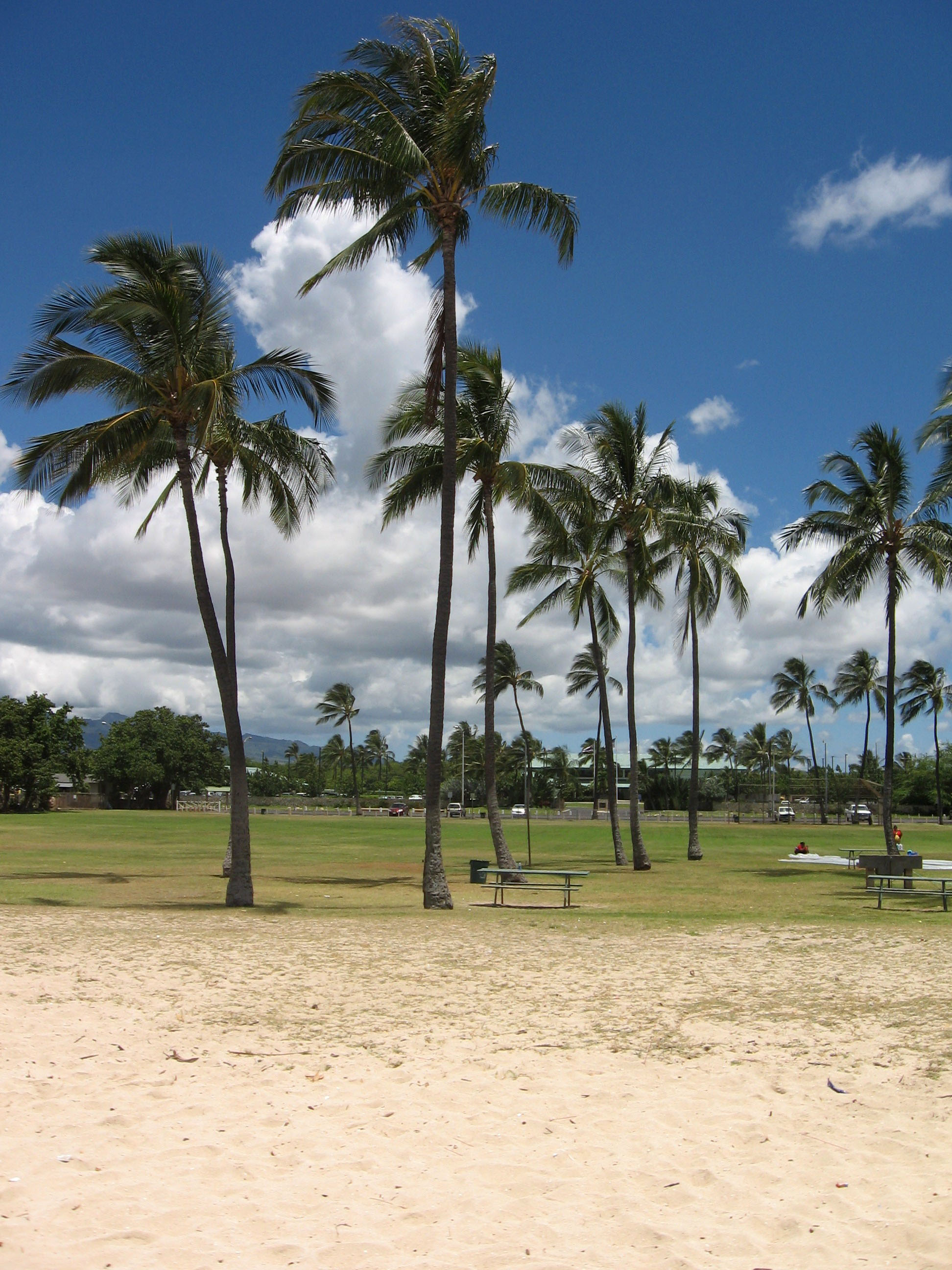 Ewa Beach landscape with Palm Trees and sky in Hawaii (16565/19035). 