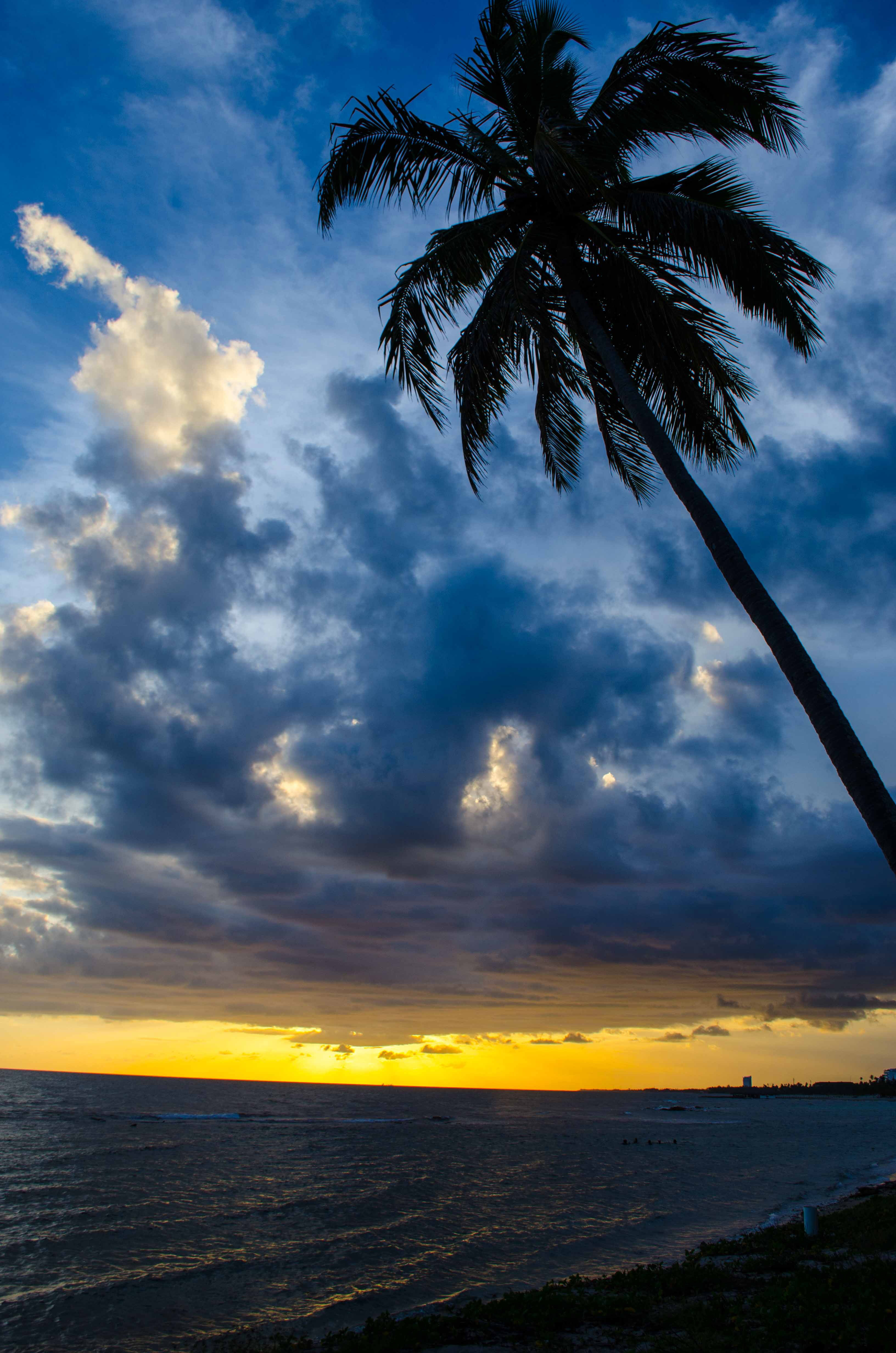 Sunset landscape and seascape with palm tree in Hawaii image - Free stock photo - Public Domain ...