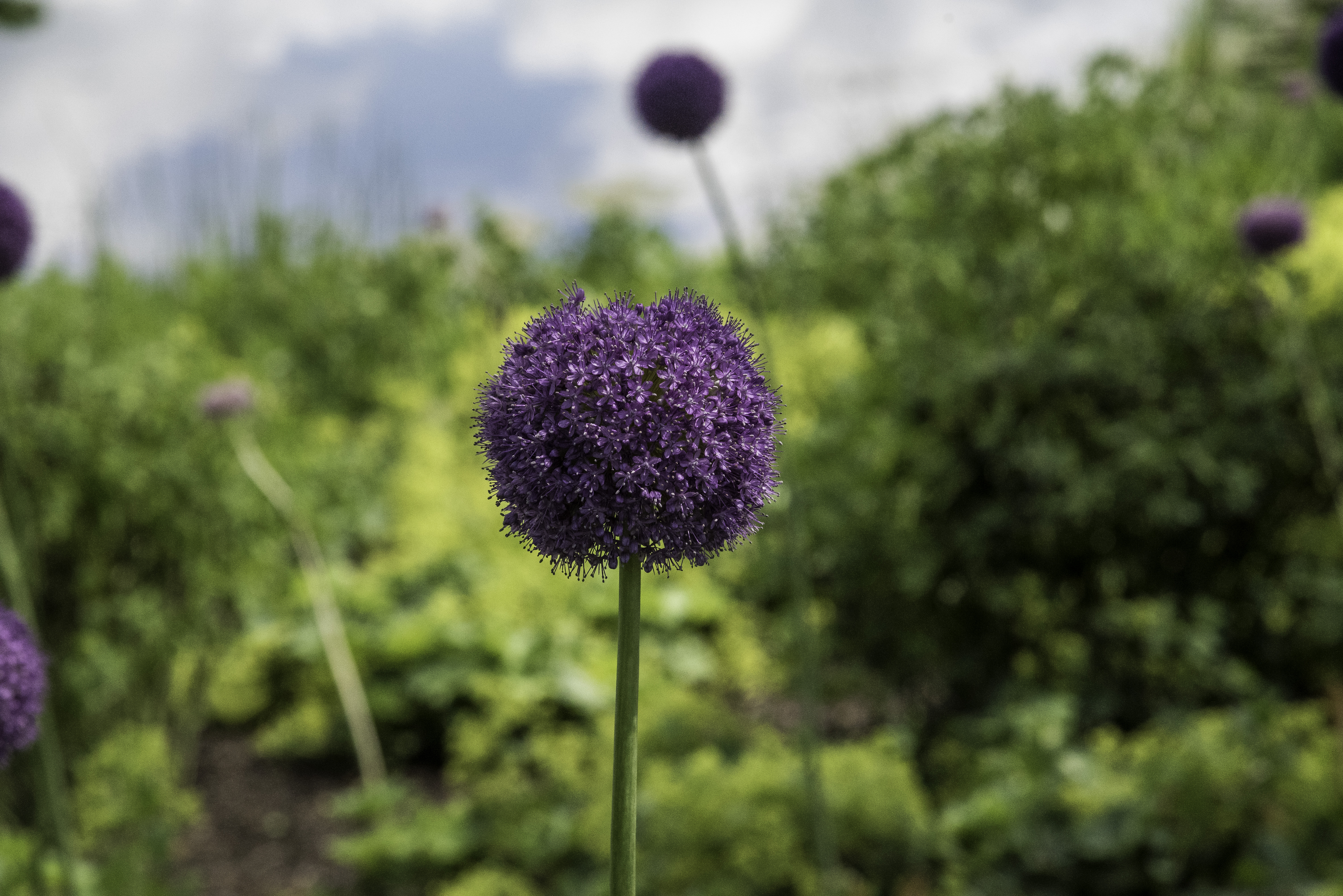Purple Flower In The Chicago Botanical Gardens Image Free Stock