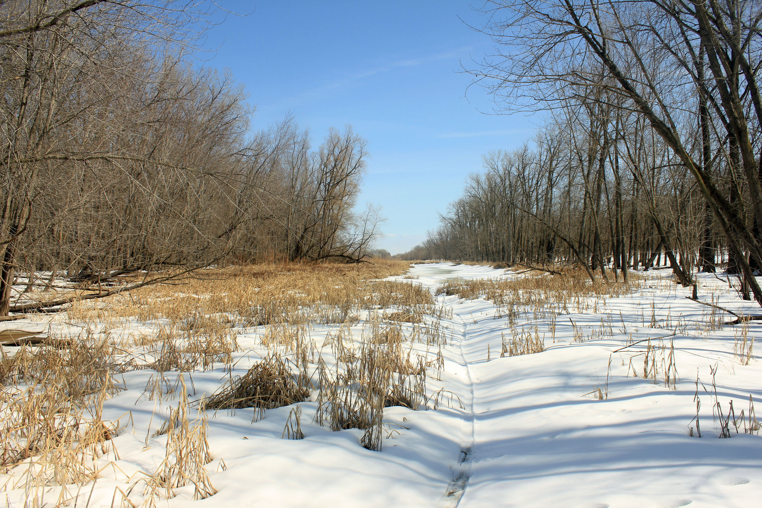 Marshes image - Free stock photo - Public Domain photo - CC0 Images