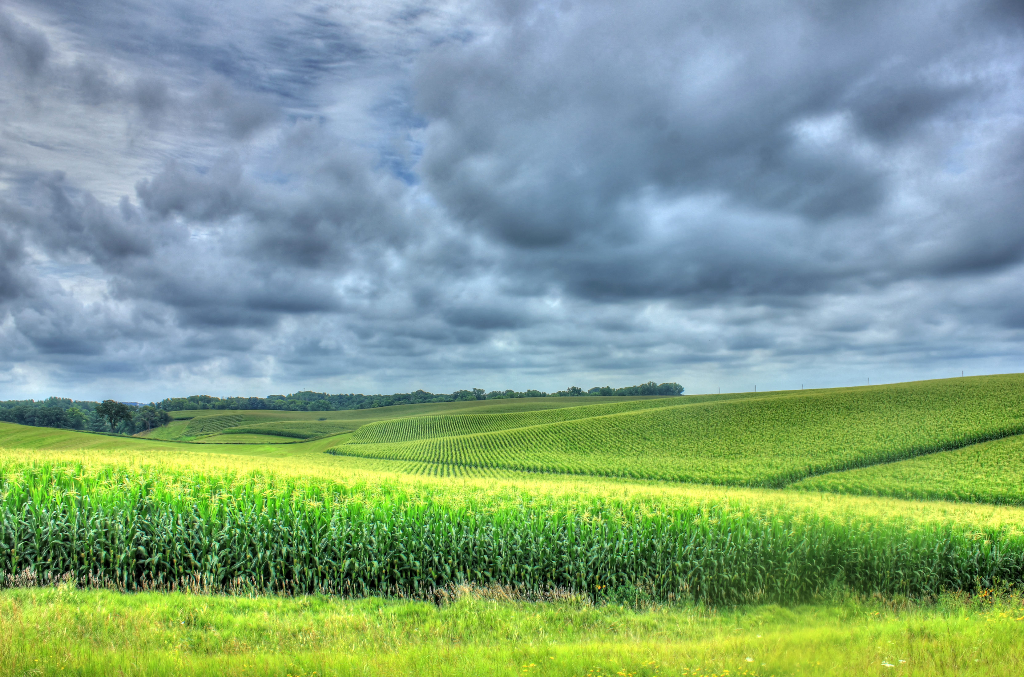 Landscape of Cornfields in Minnesota image - Free stock photo ...