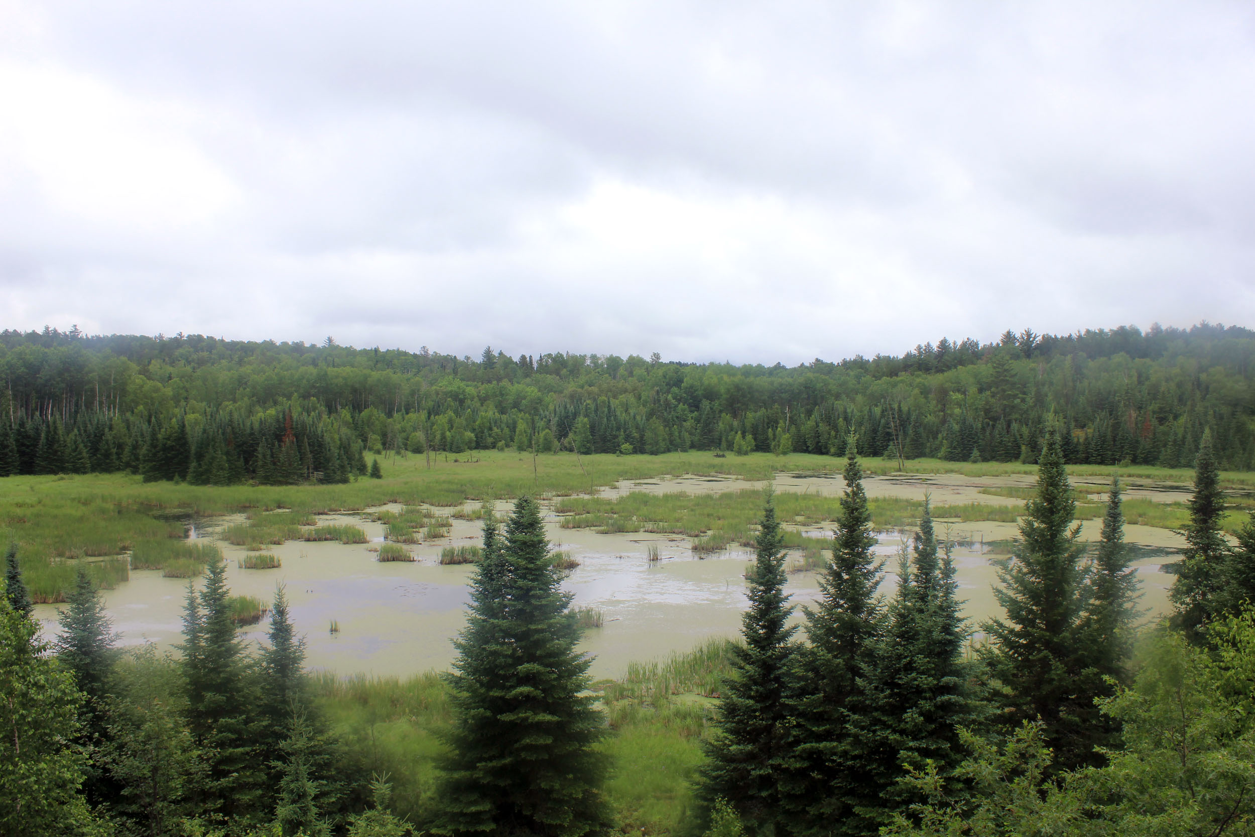 Beaver Pond