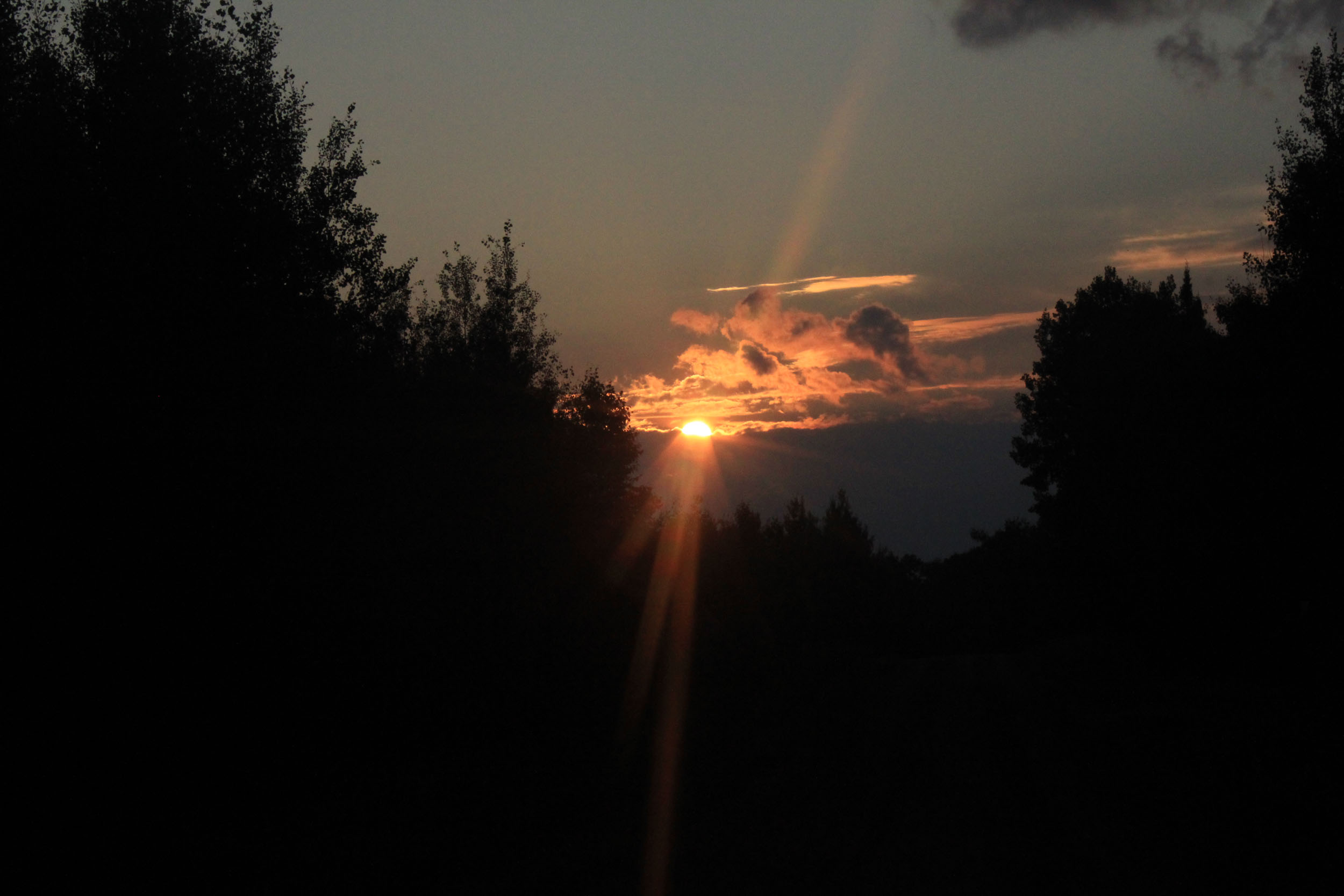 Sunset over Forest