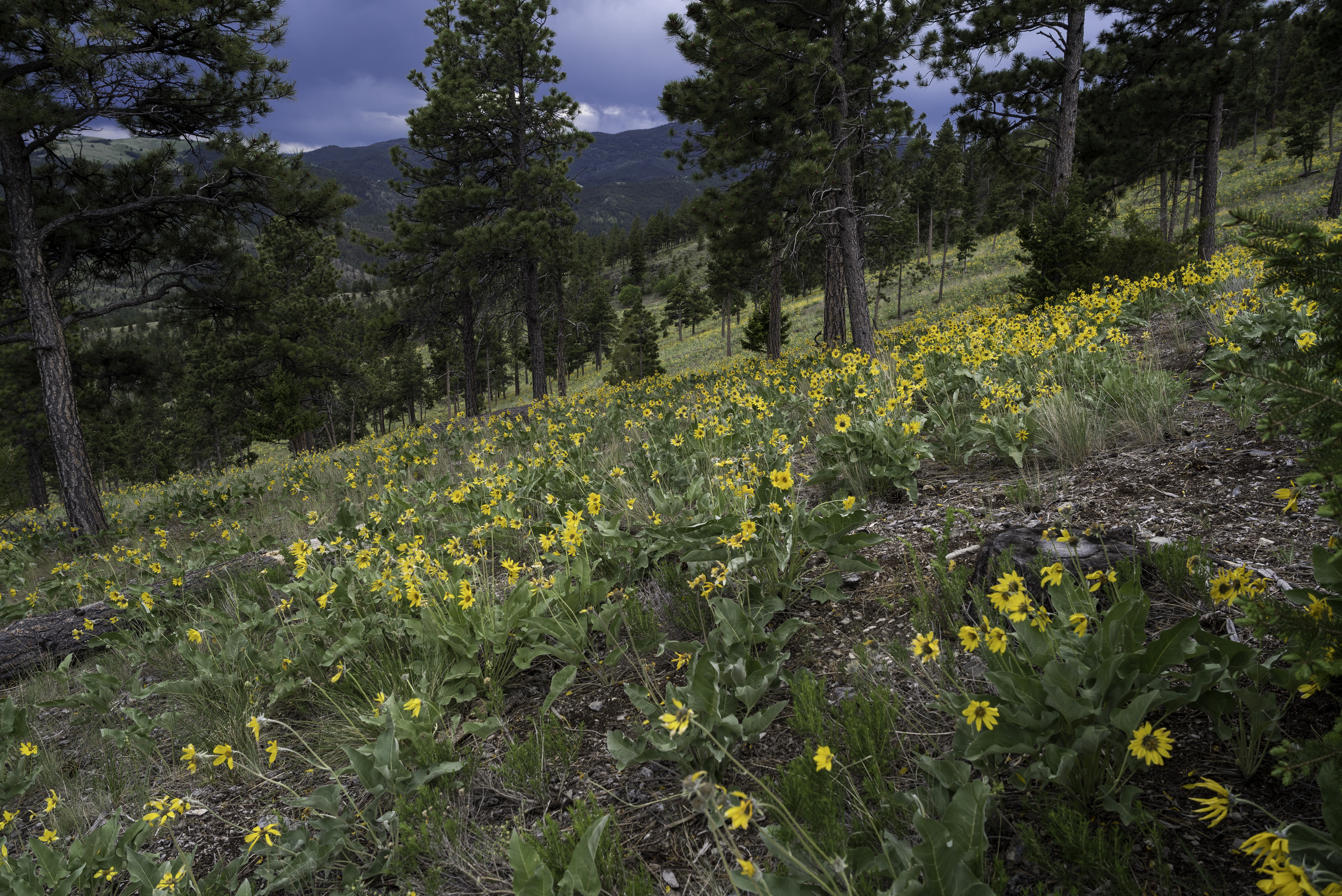Flowers On Mount Helena Montana Image