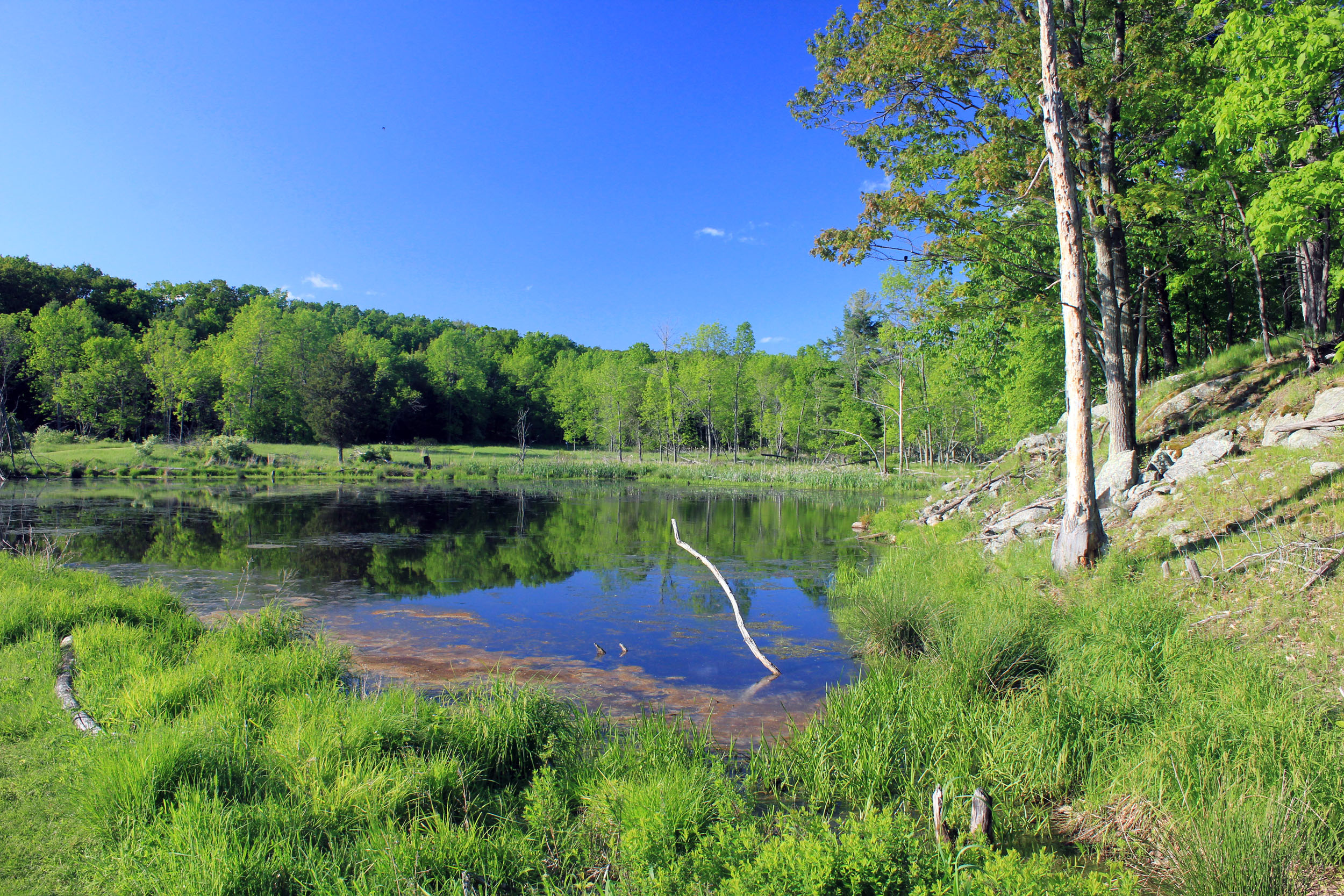 Pond on Wellesley Island