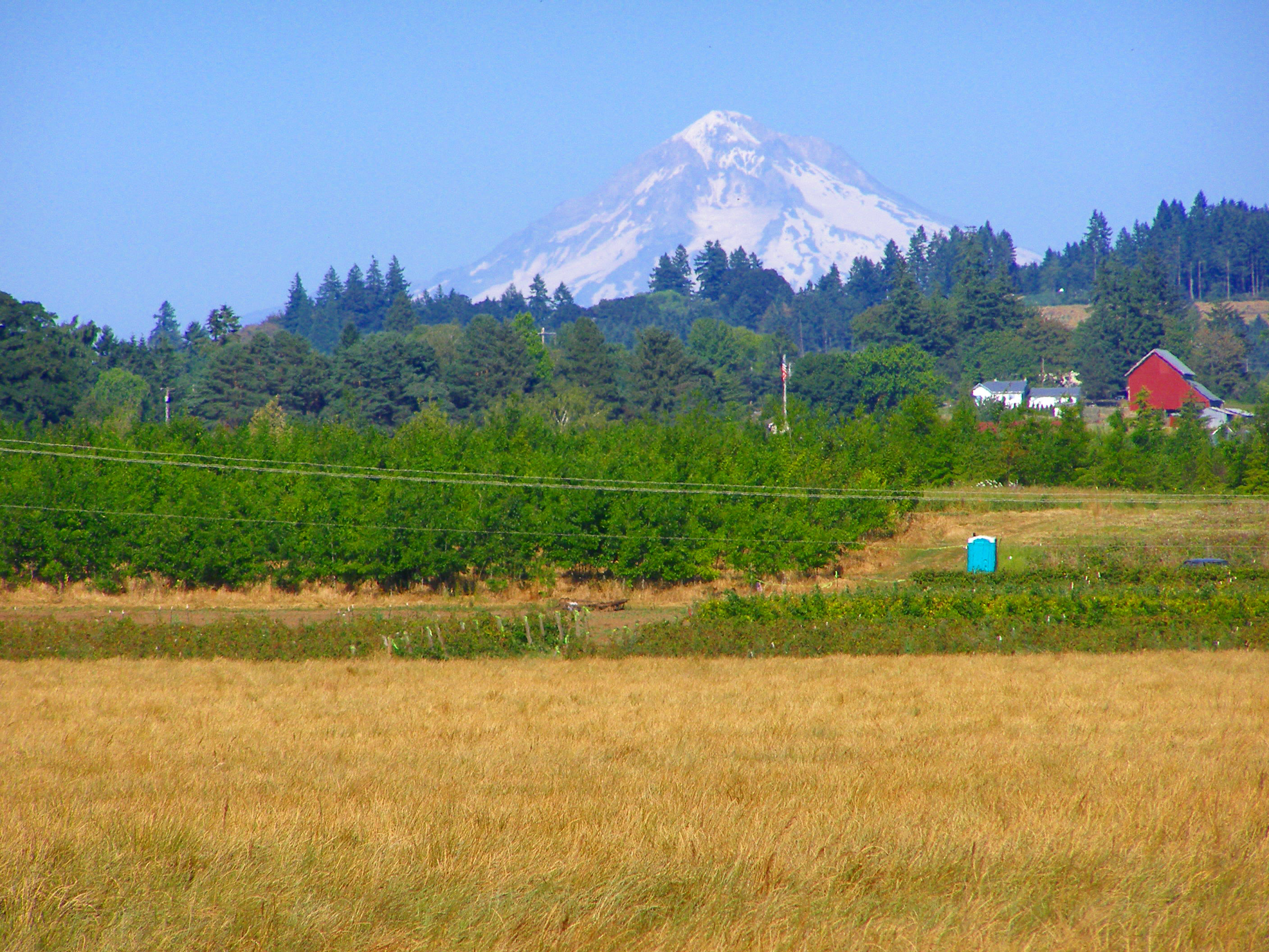 Mount Hood as seen from Molalla Forest Road in Canby, Oregon (5840/6938). 