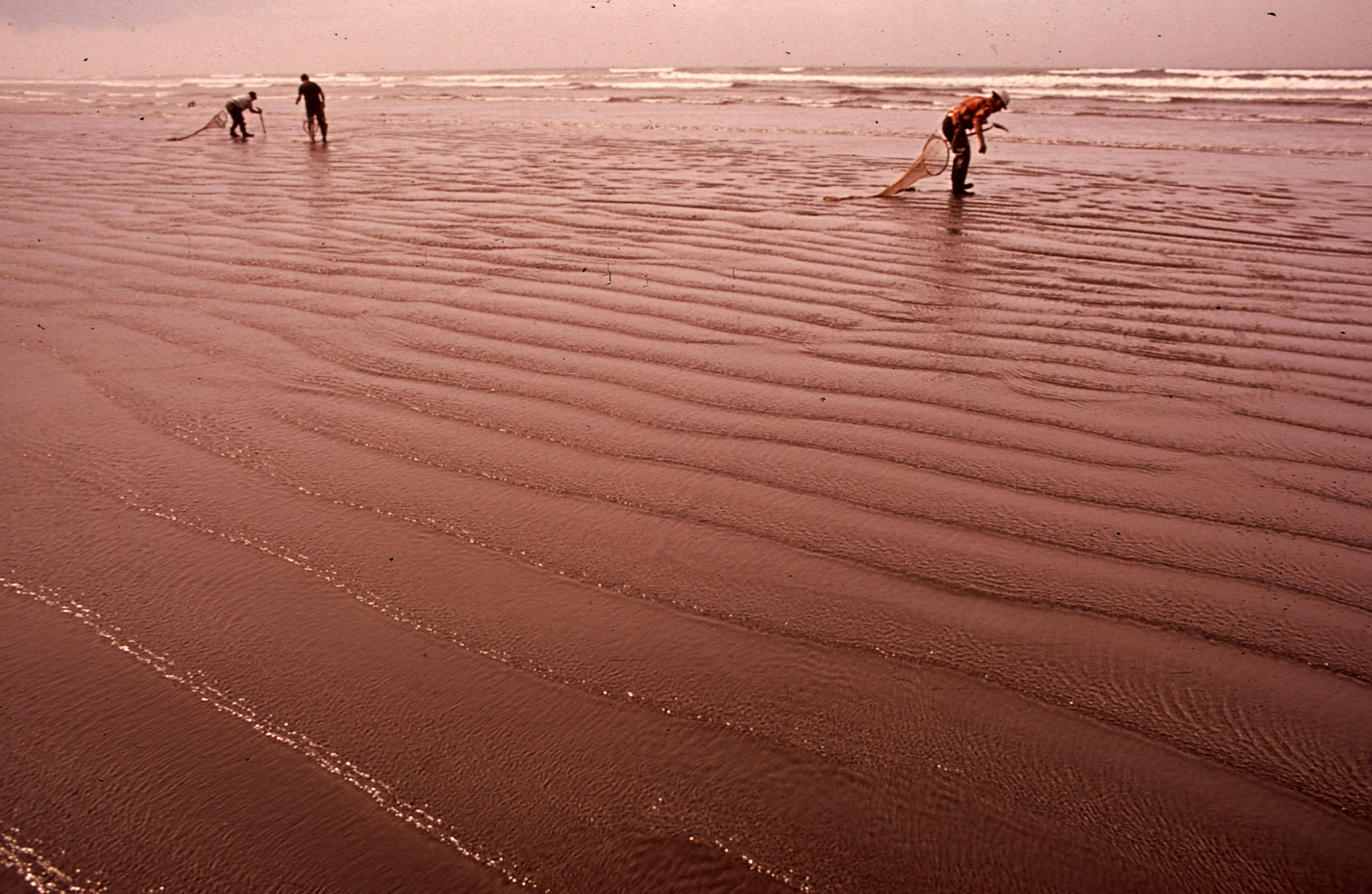 People Harvesting Razor Clams On The Beach In Seaside Oregon 1972 People Harvesting Razor Clams On The Beach In Seaside Oregon 1972