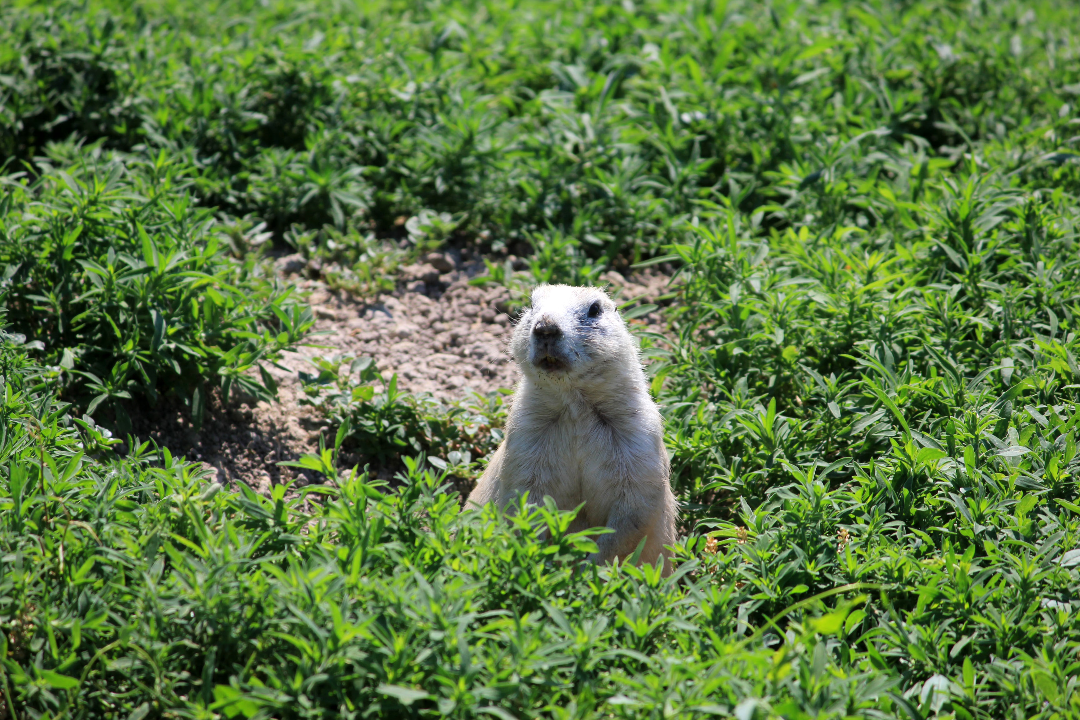 Prairie Dog coming out of its hole