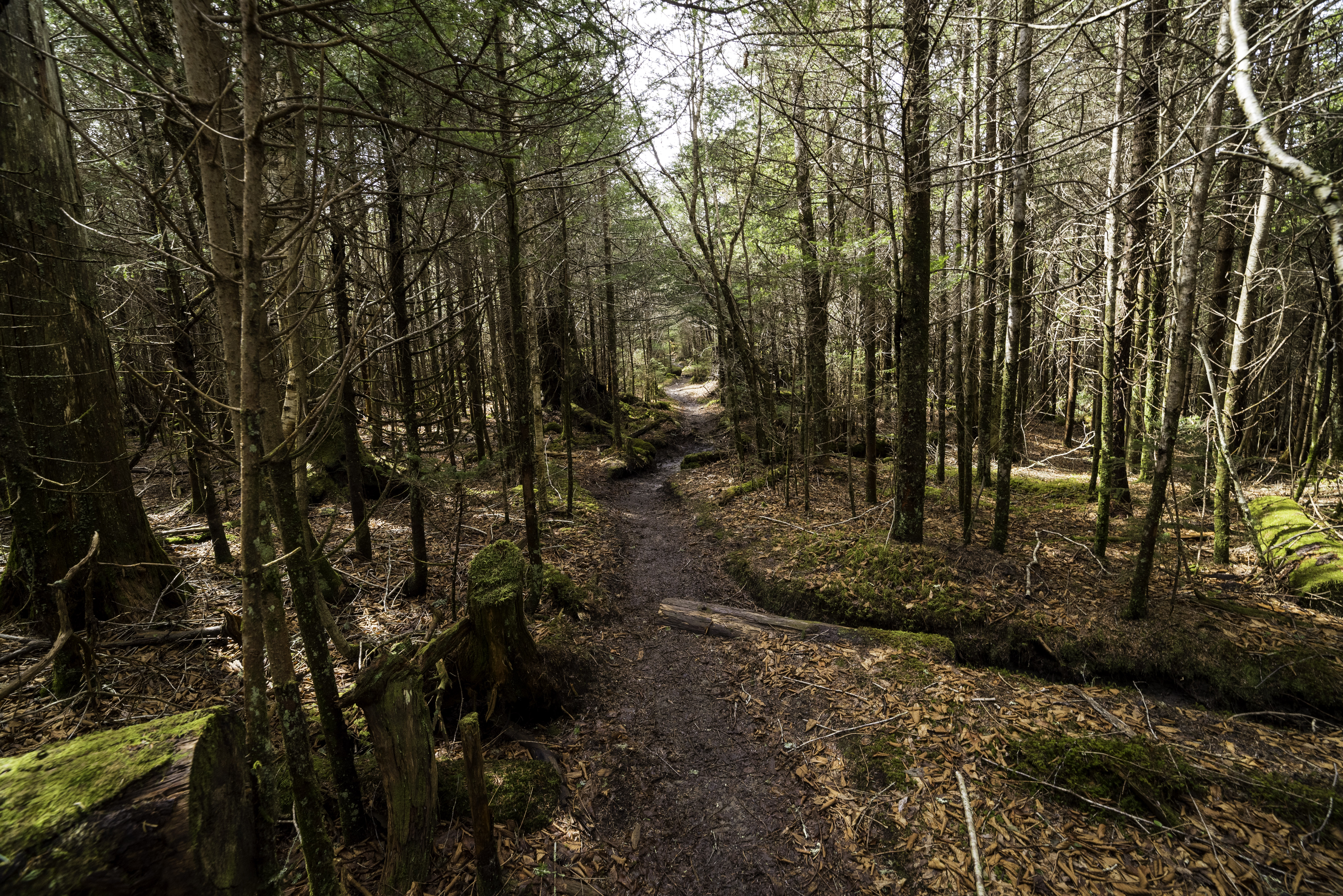 Hiking path scenery towards Clingman's Dome in Smoky 