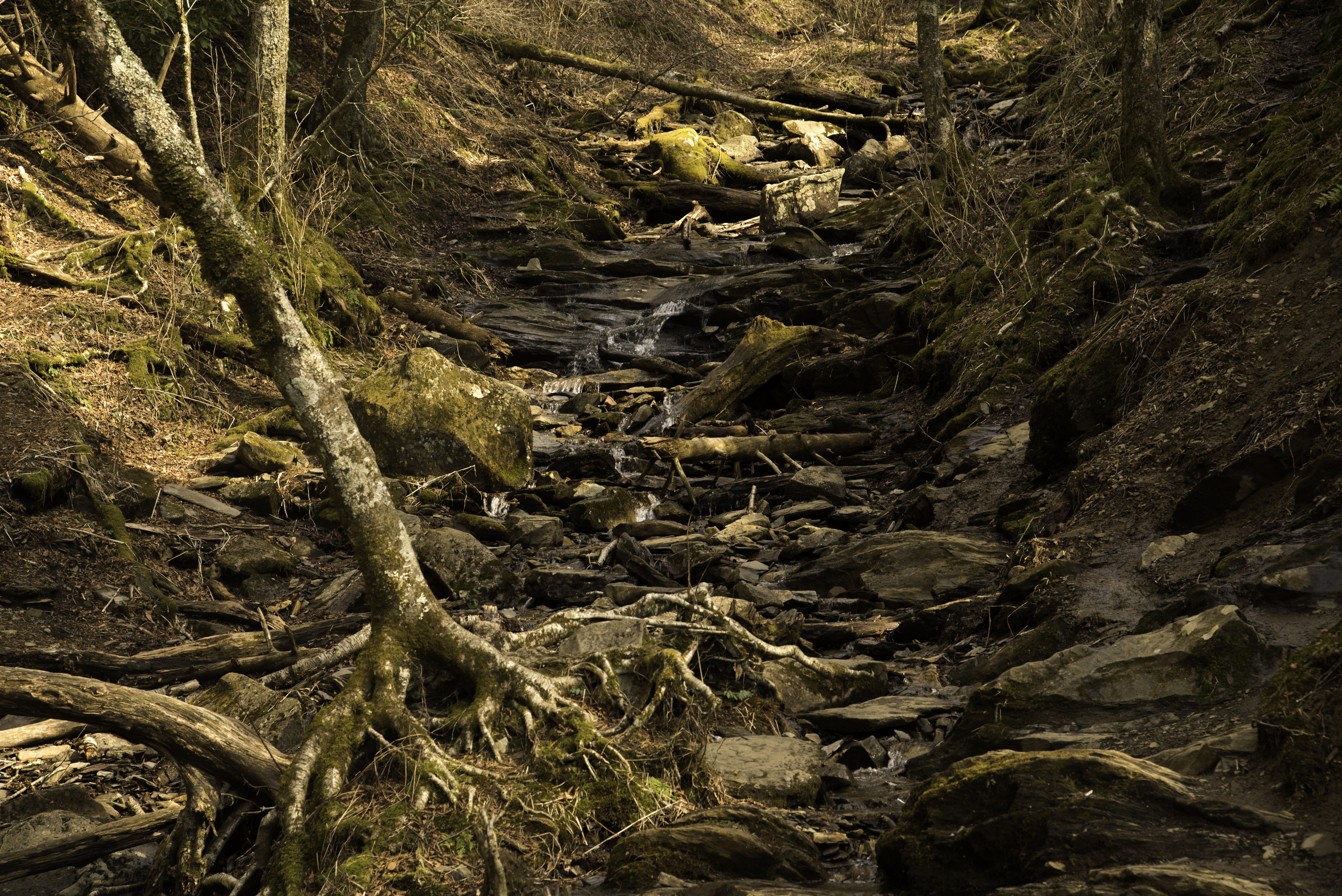 Walnut Tree, Cades Cove, Great Smoky Mountains National Park, Tennessee скачать