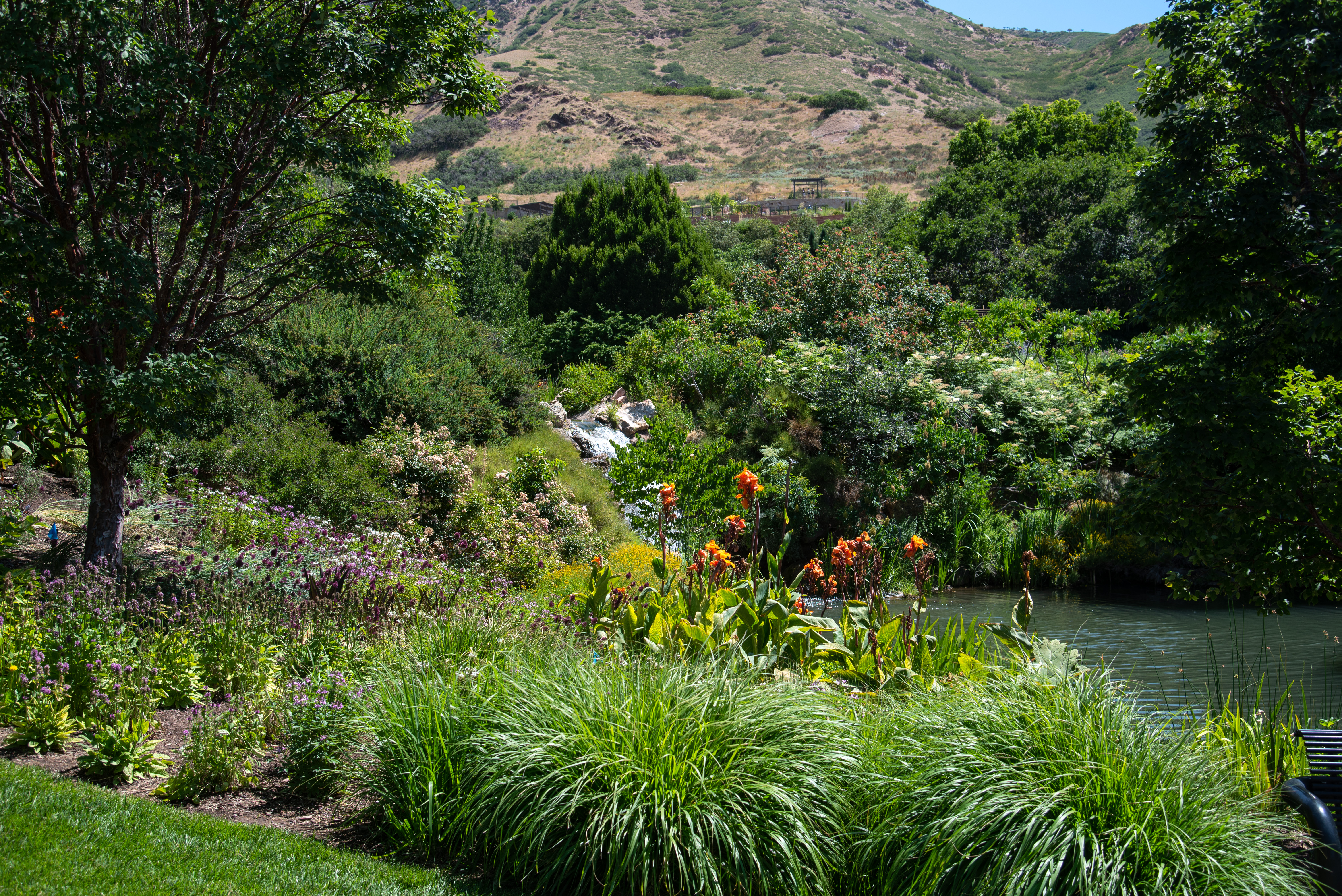 Bushes And Plants And Stream In Botanical Gardens Image Free