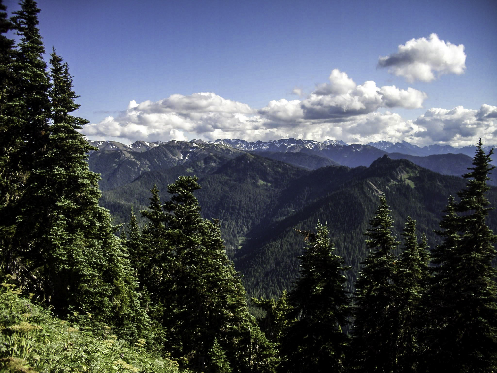 Lush Winding Road, Olympic National Park, Washington без смс