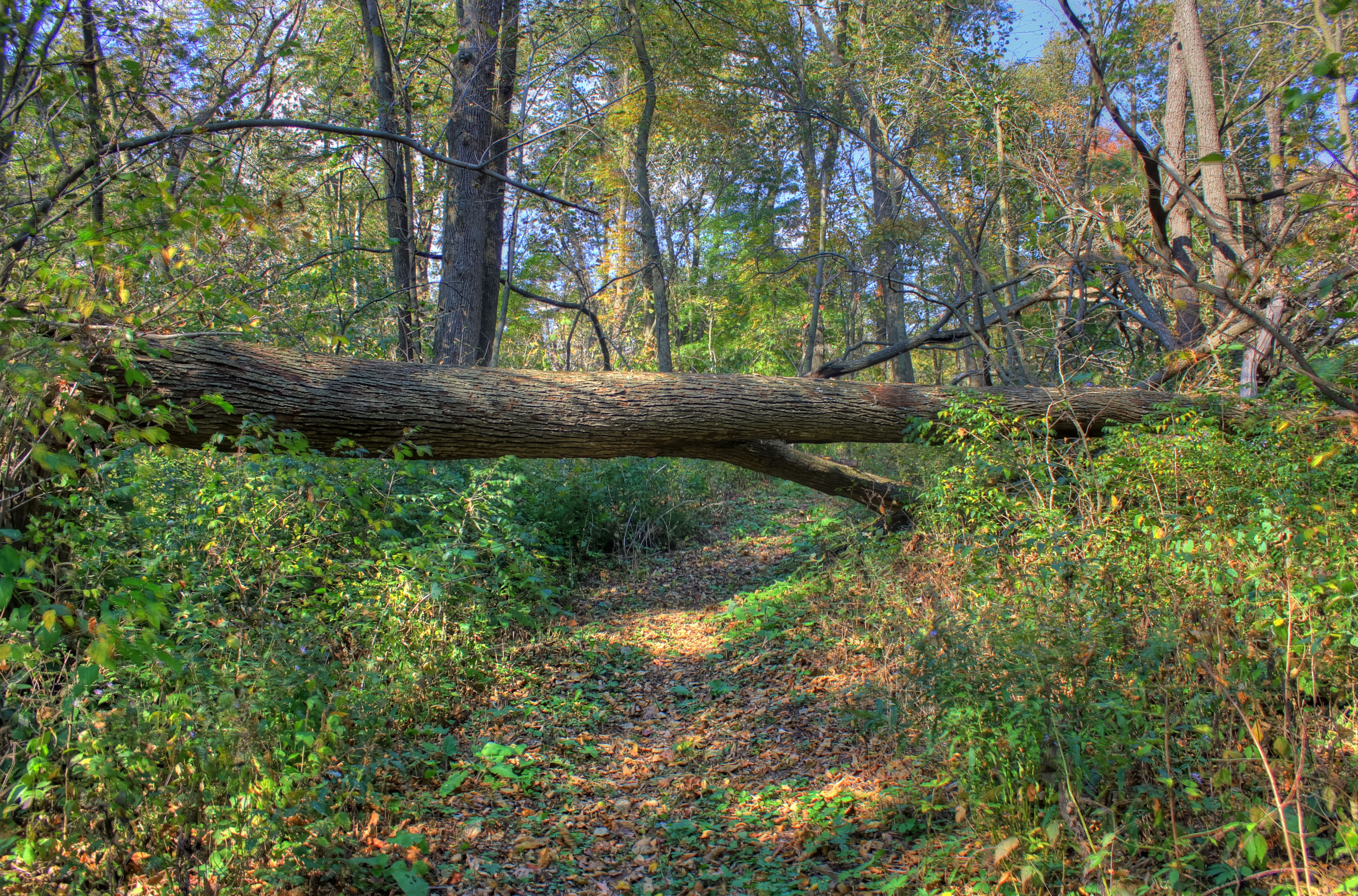 Free Stock Photo of Fallen Tree on the trail at Belmont 